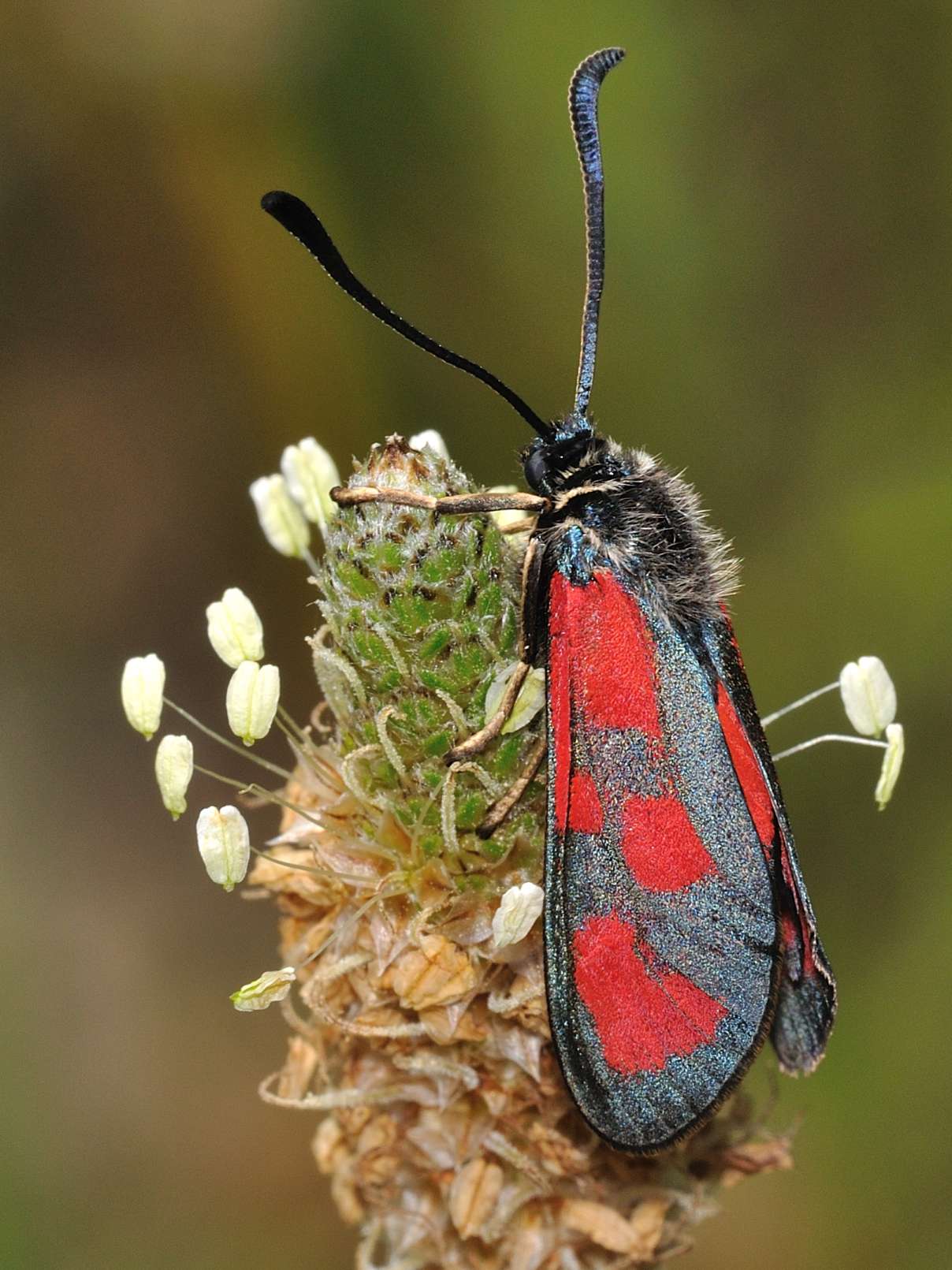 ID Lepidottera