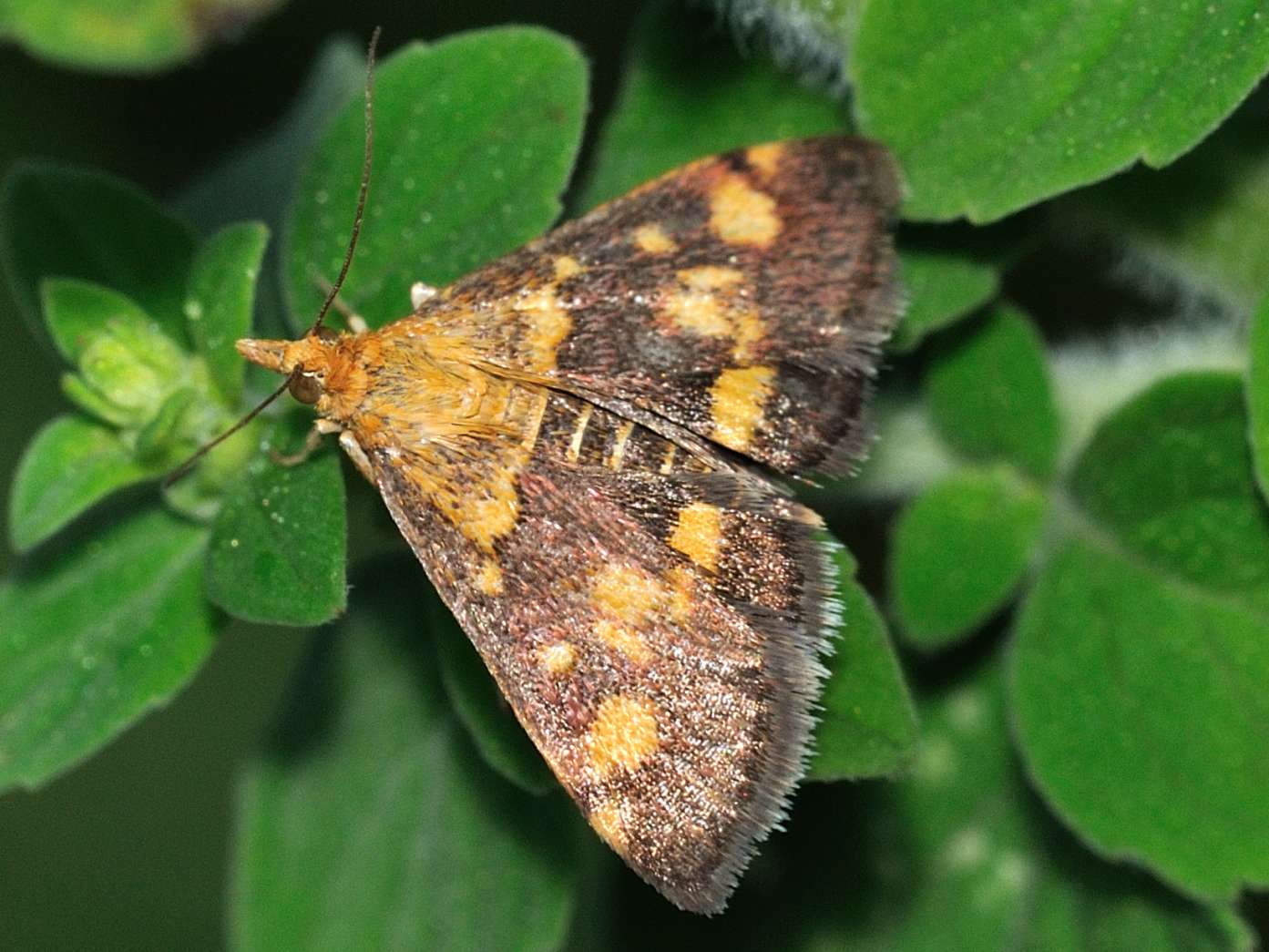 ID Lepidottera n.1