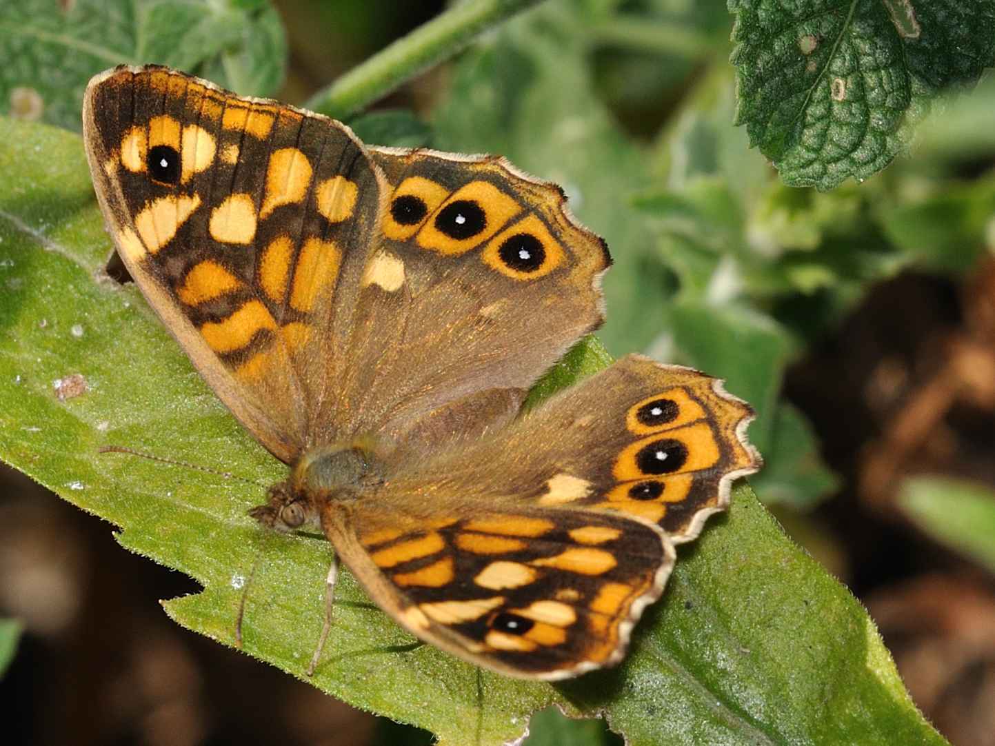 Farfalla siciliana