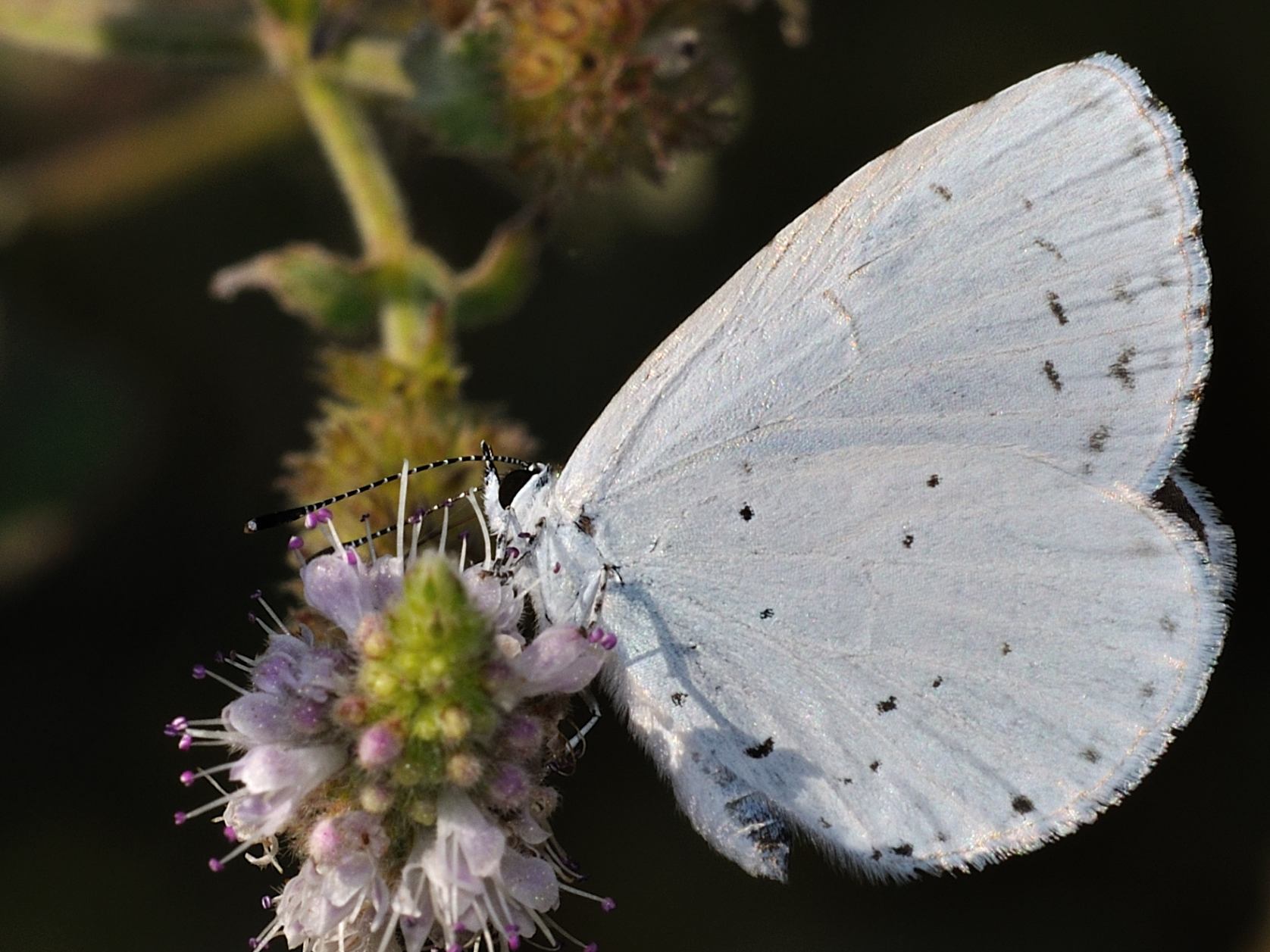 Cupido sp.? - No, Celastrina argiolus