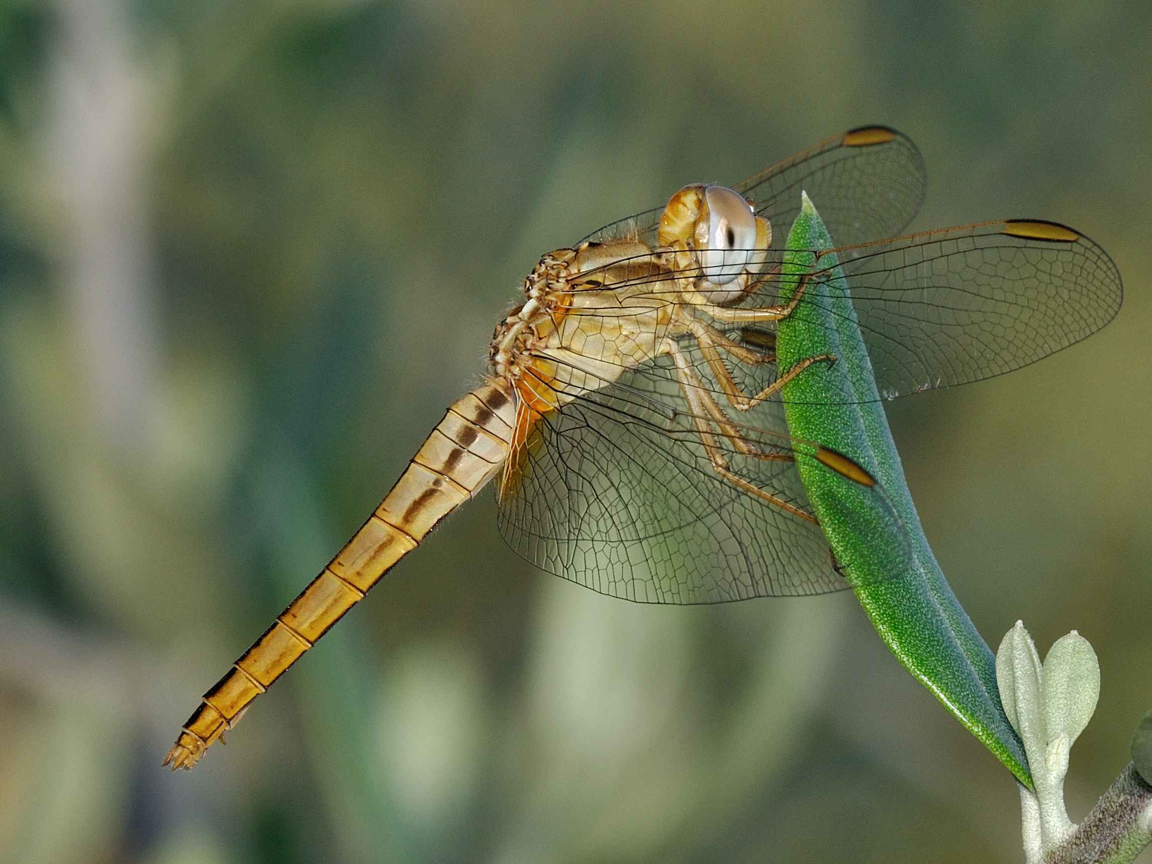 ID Libellula 1 - Crocothemis erytraea (femmina)