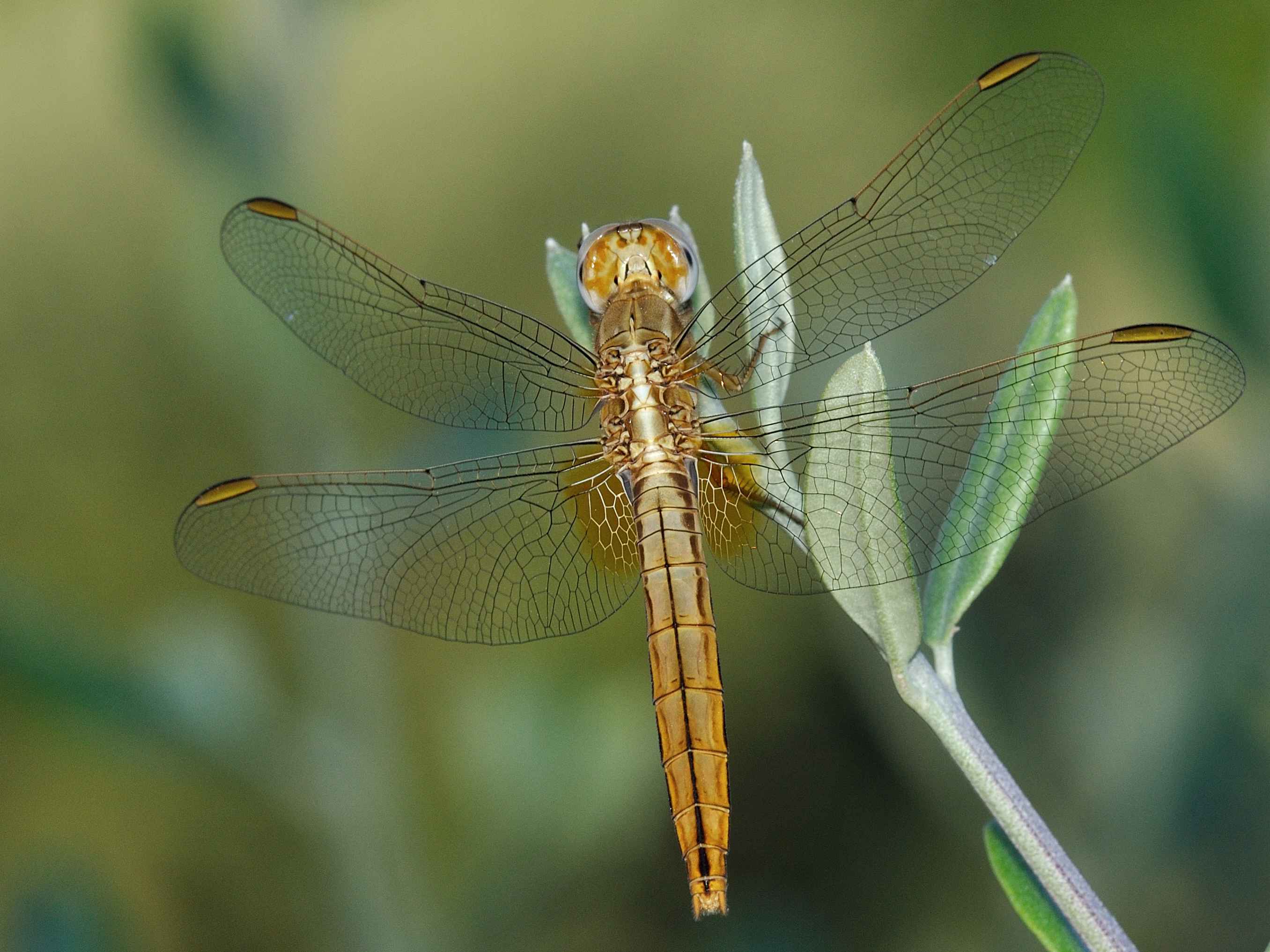 ID Libellula 1 - Crocothemis erytraea (femmina)