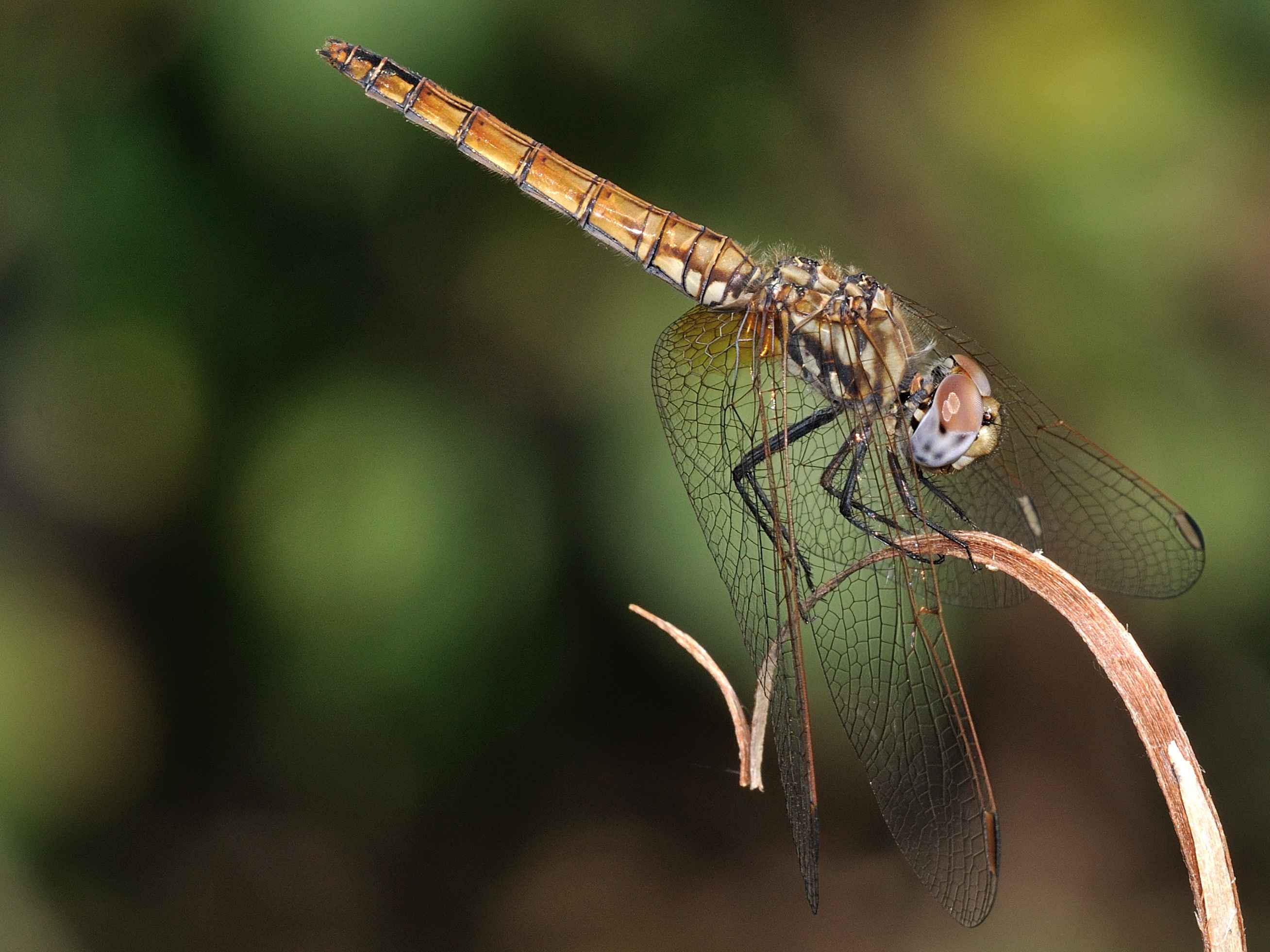 ID Libellula 2 - Trithemis annulata (femmina)