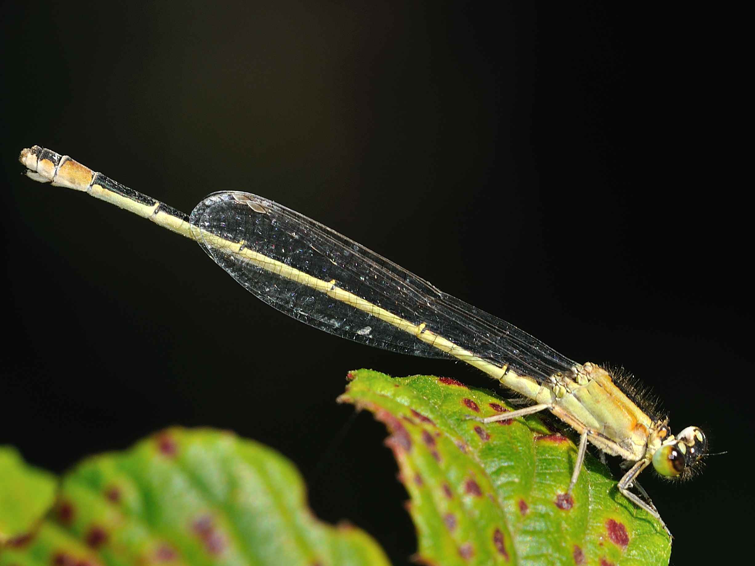 ID Libellula 3 - Ischnura elegans