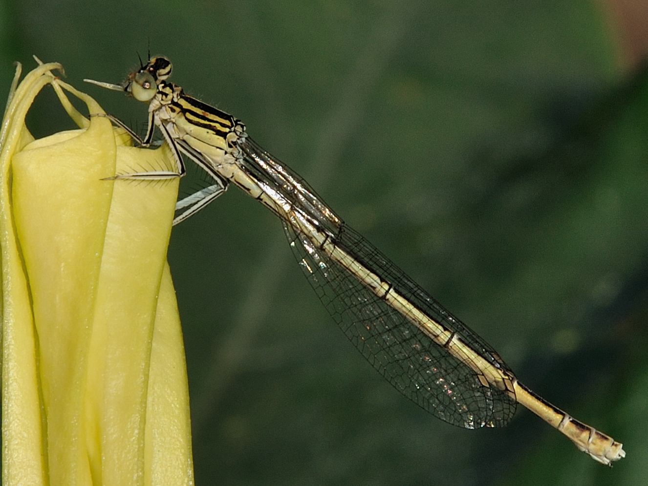 ID Libellula 4 - Platycnemis pennipes