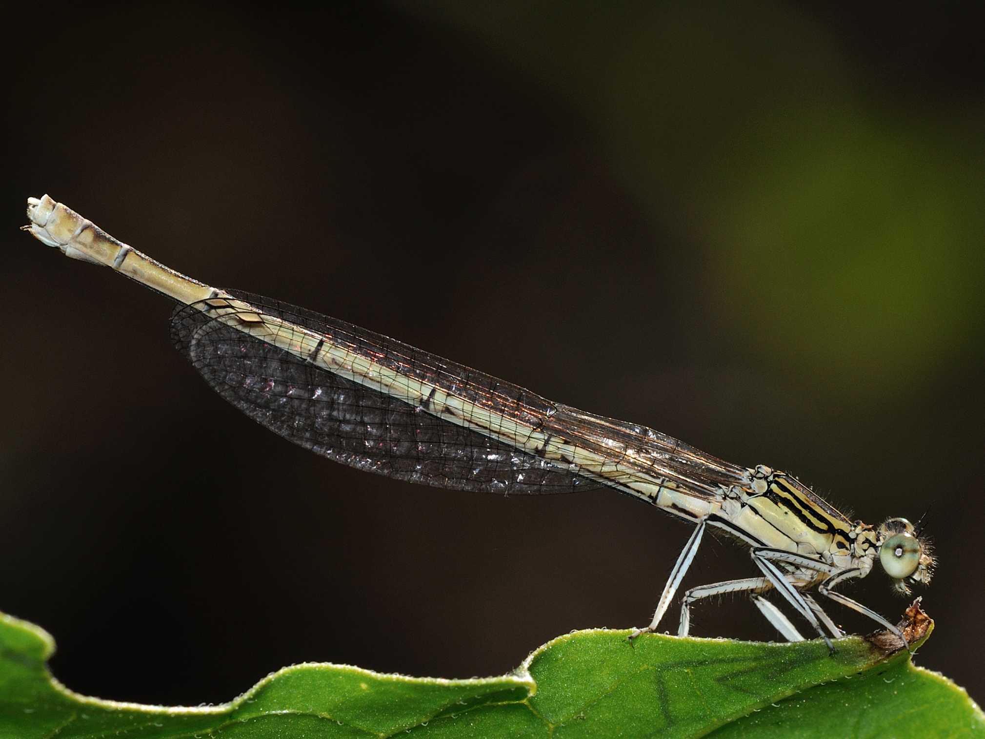 ID Libellula 4 - Platycnemis pennipes