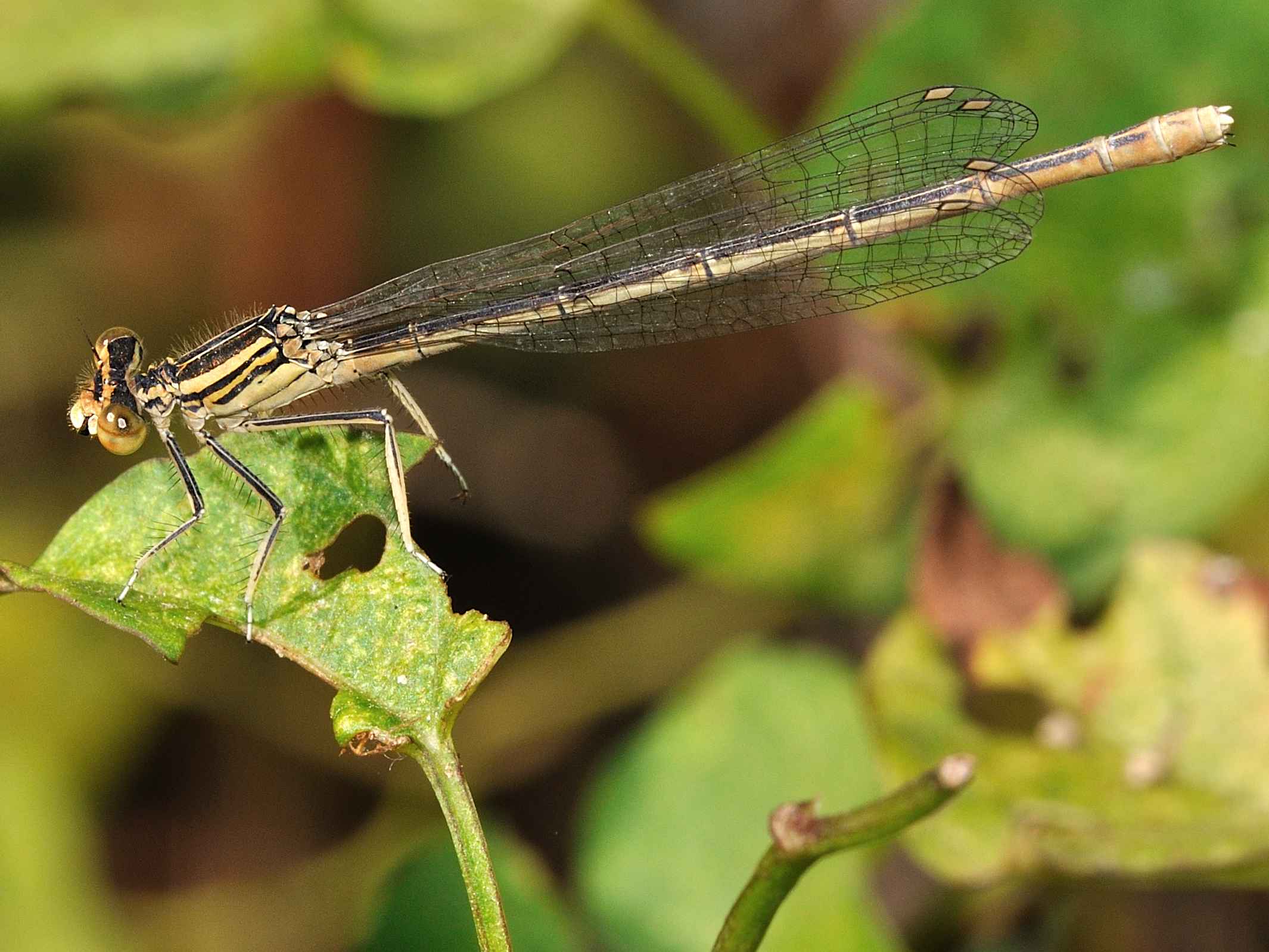 ID Libellula 4 - Platycnemis pennipes