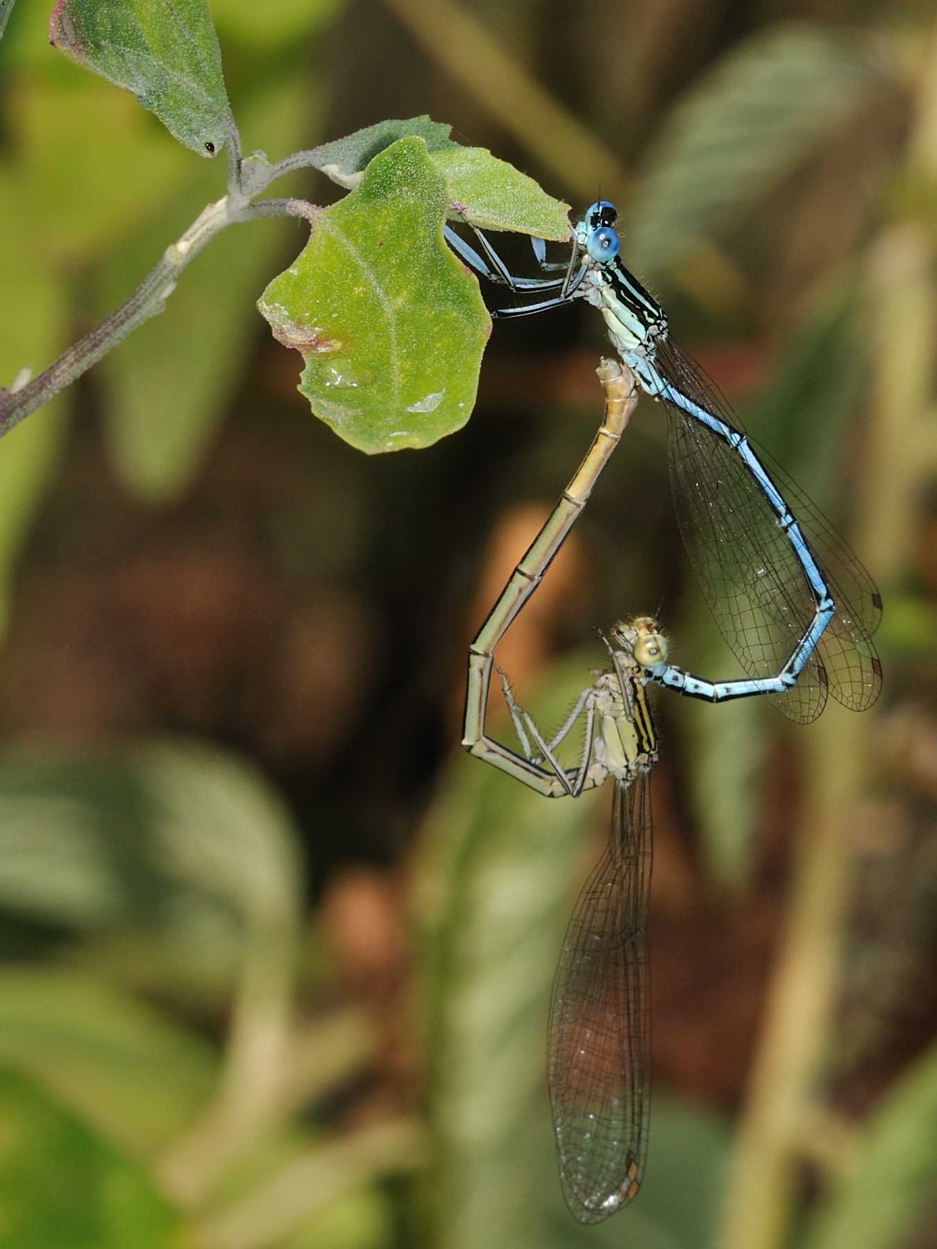 ID Libellula 4 - Platycnemis pennipes