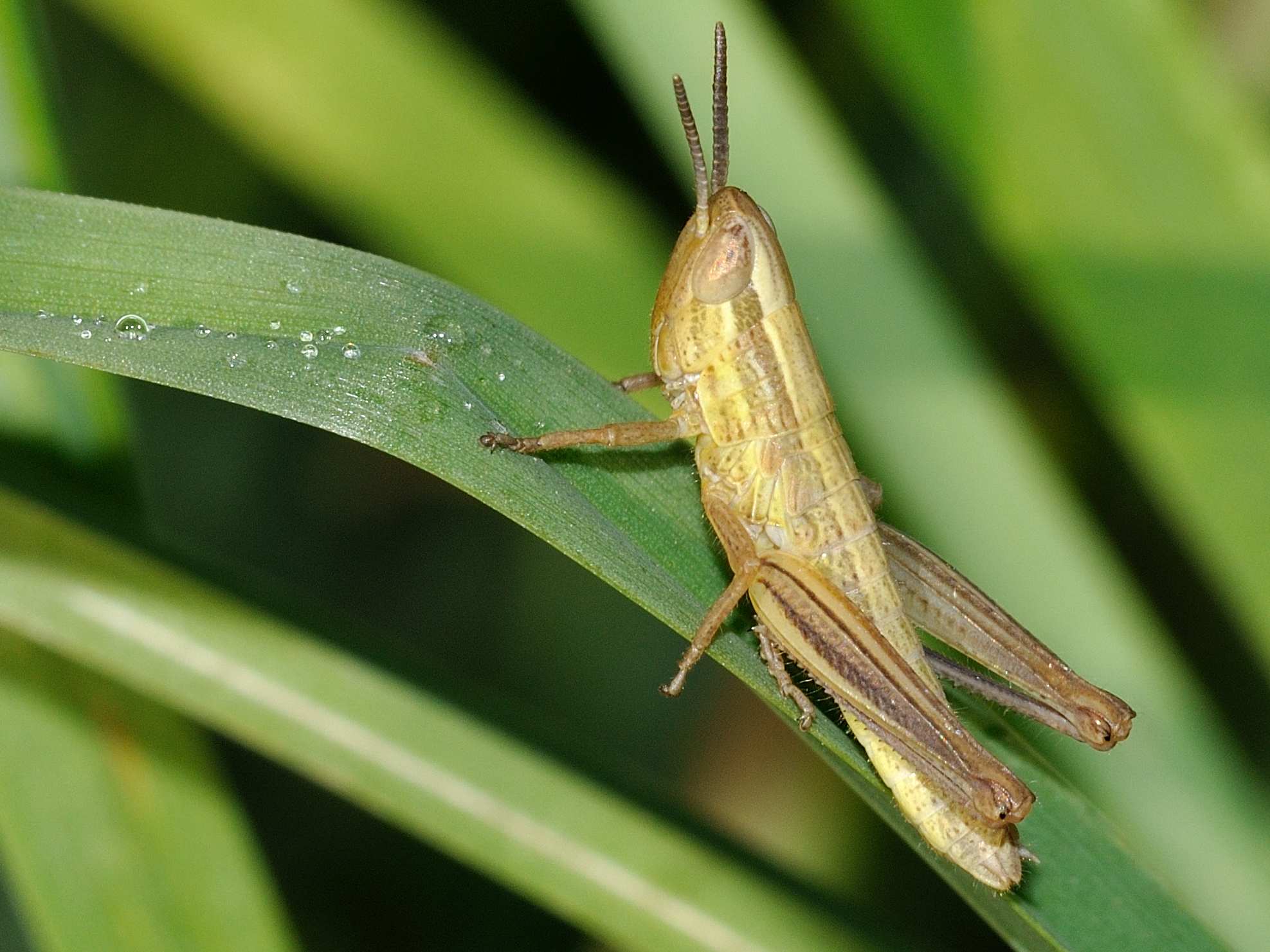 ID Orthoptera 2