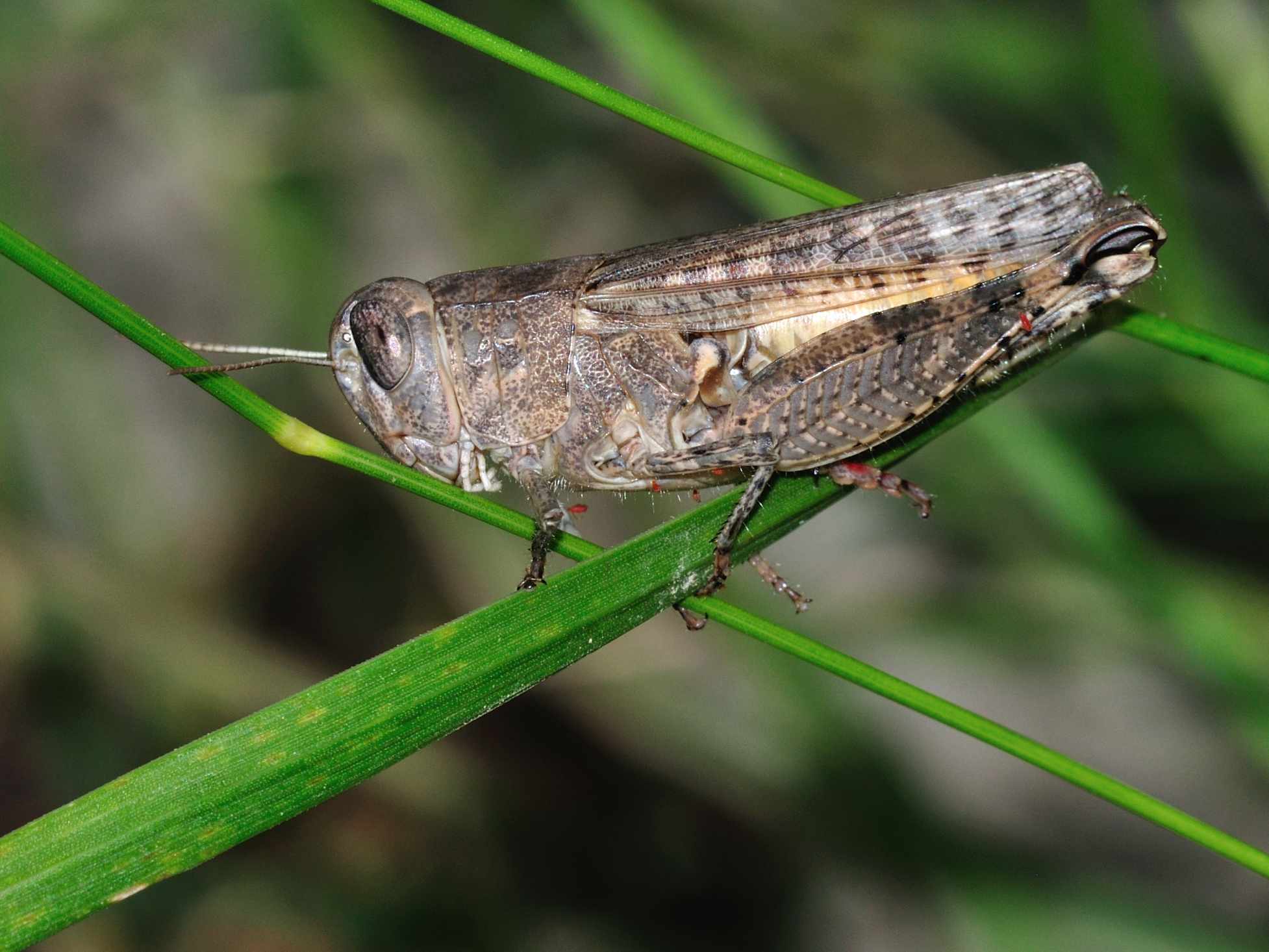 ID Orthoptera n.1