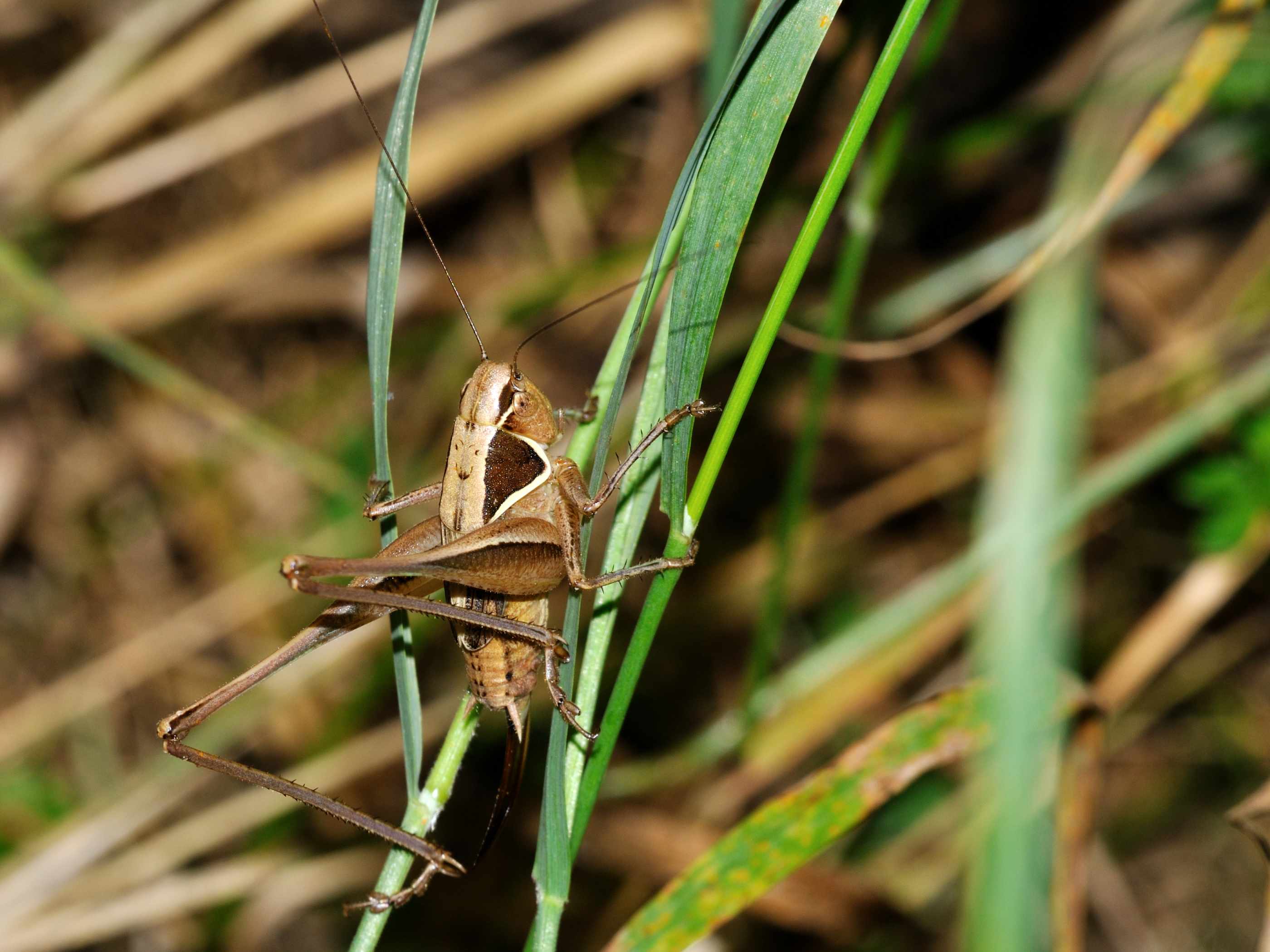 ID Orthoptera n.3