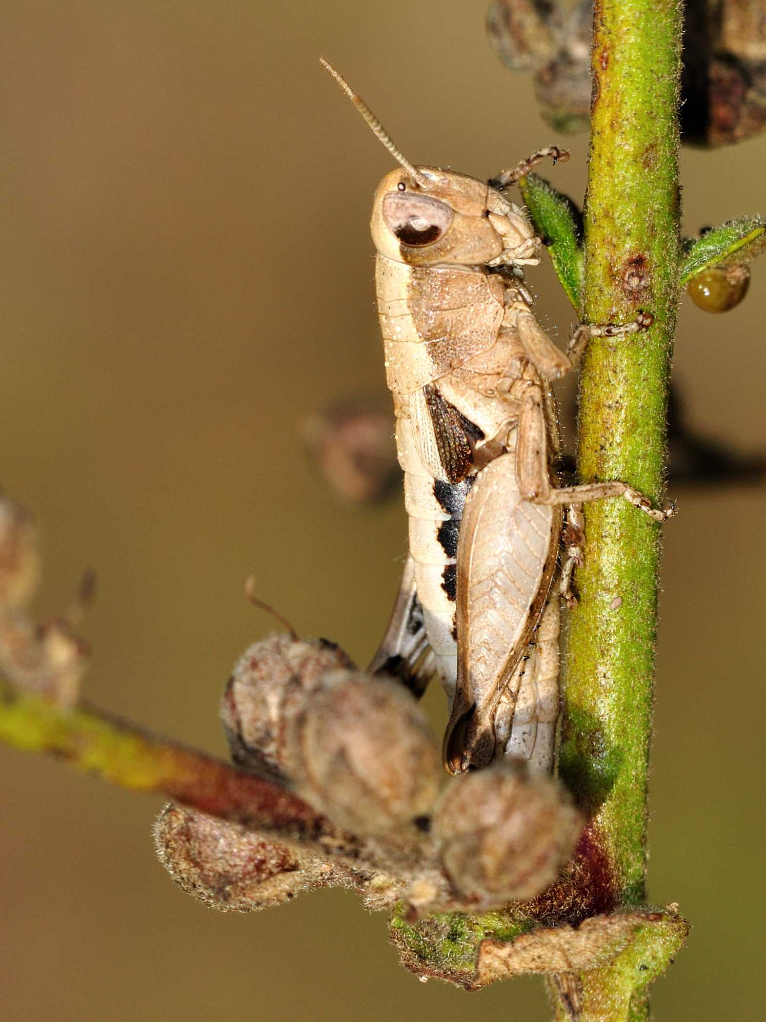 ID Orthoptera n.6