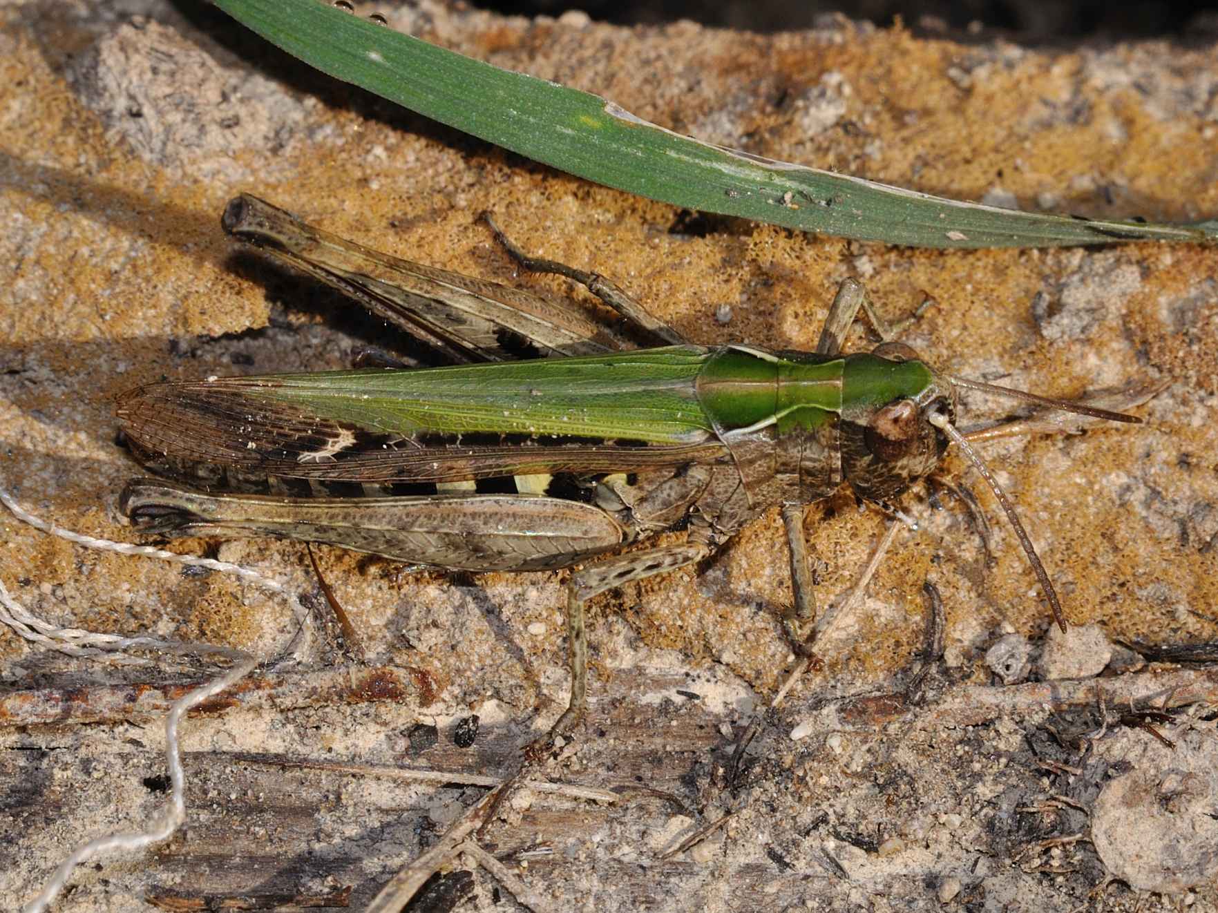 ID Orthoptera