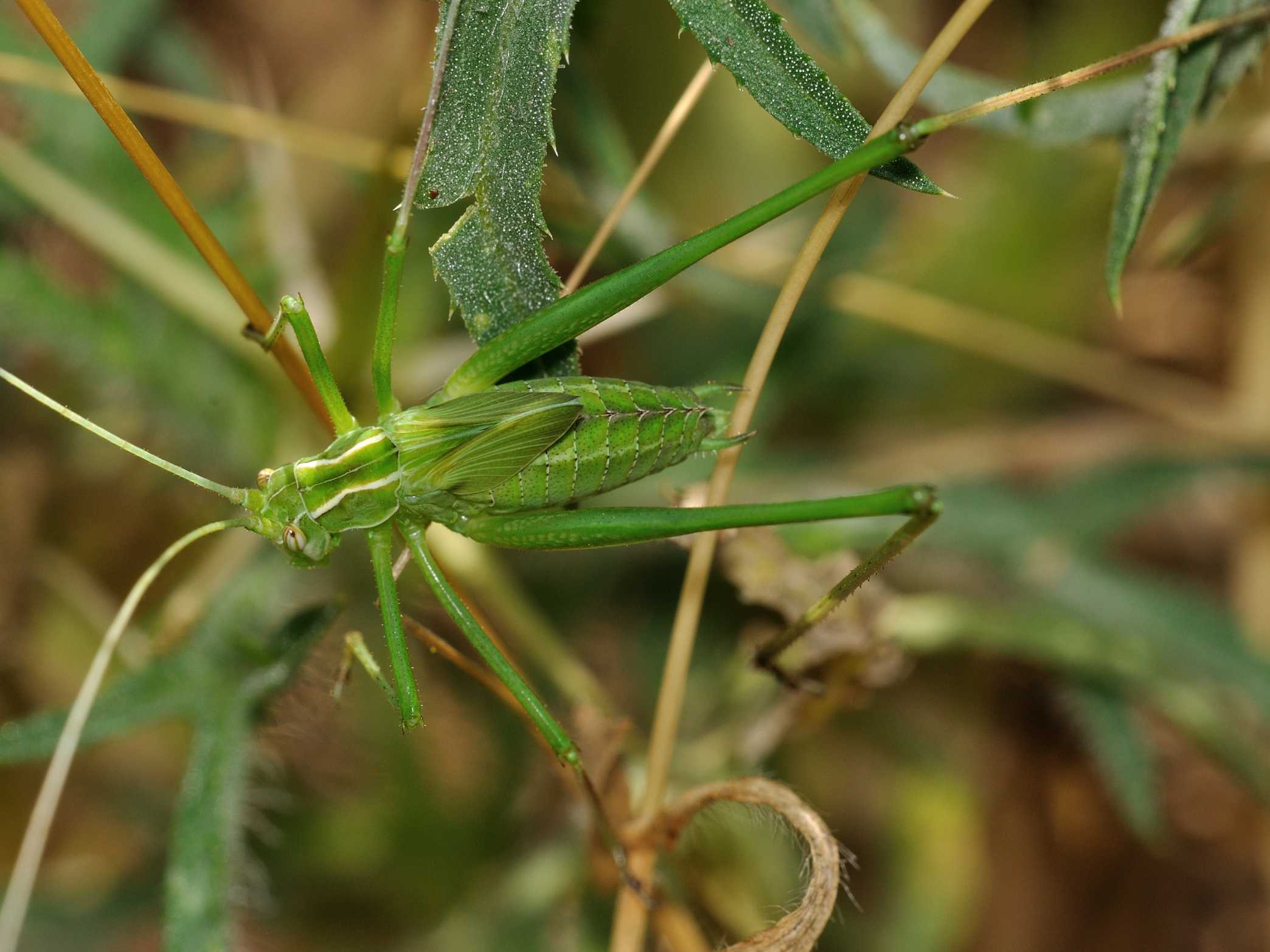 Tylopsis liliifolia ninfa