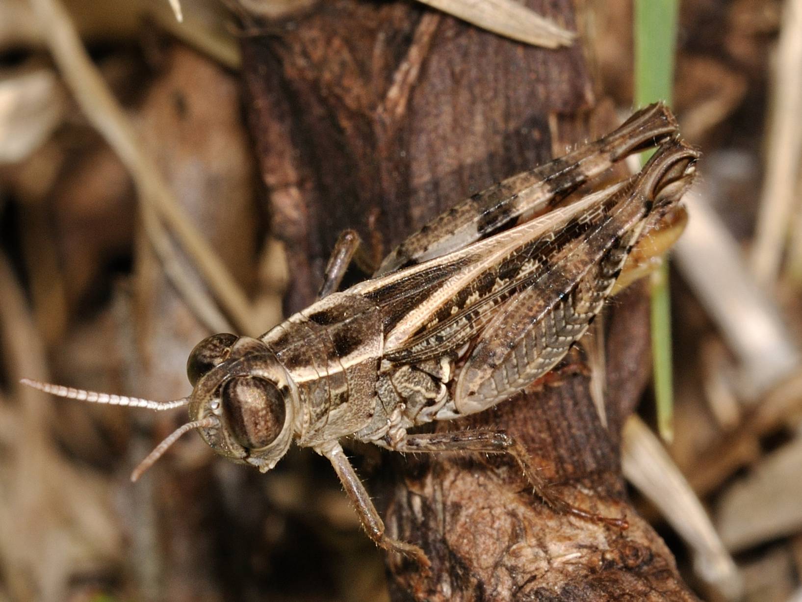 ID Orthoptera 2