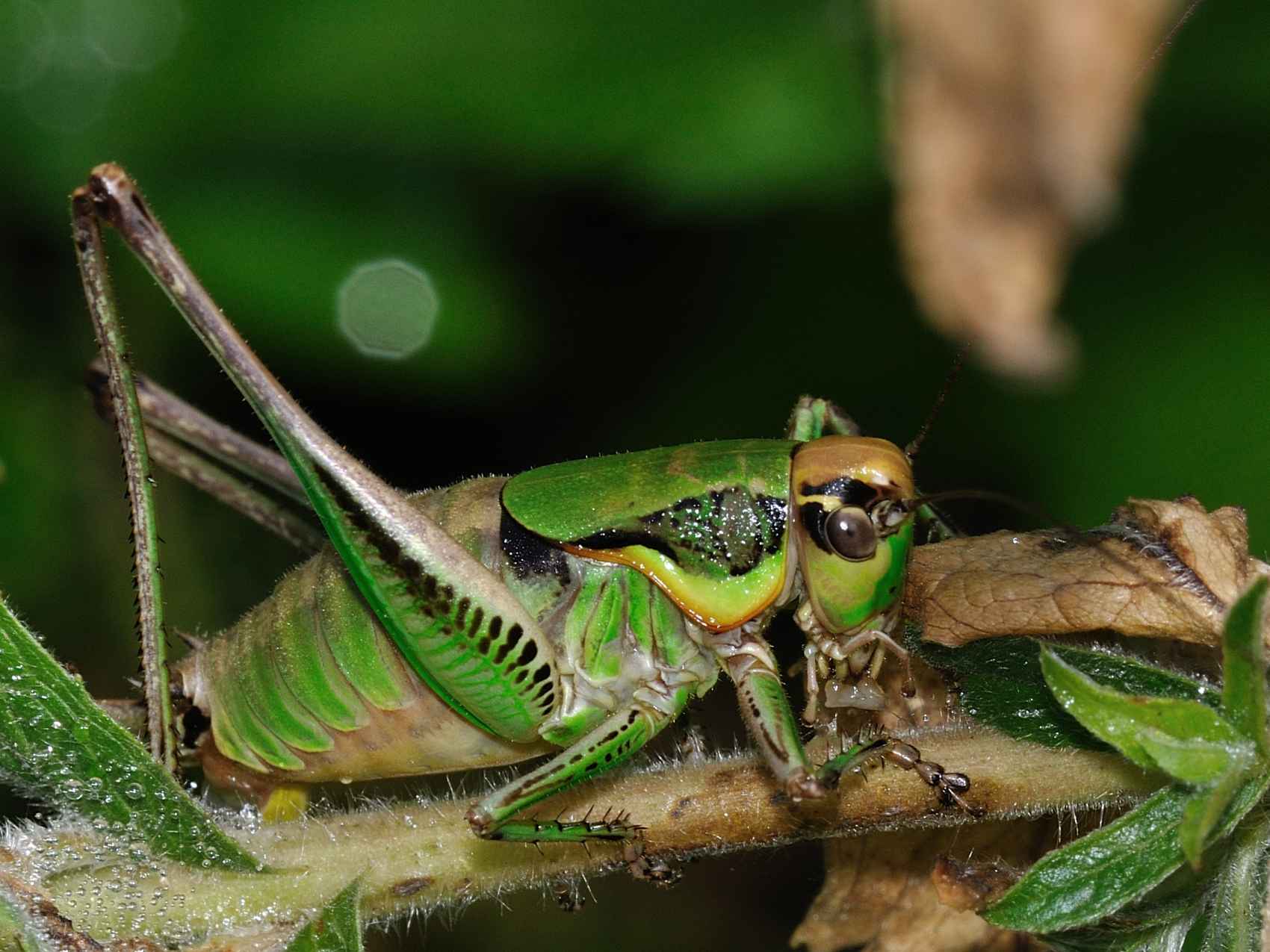 Eupholidoptera sp.