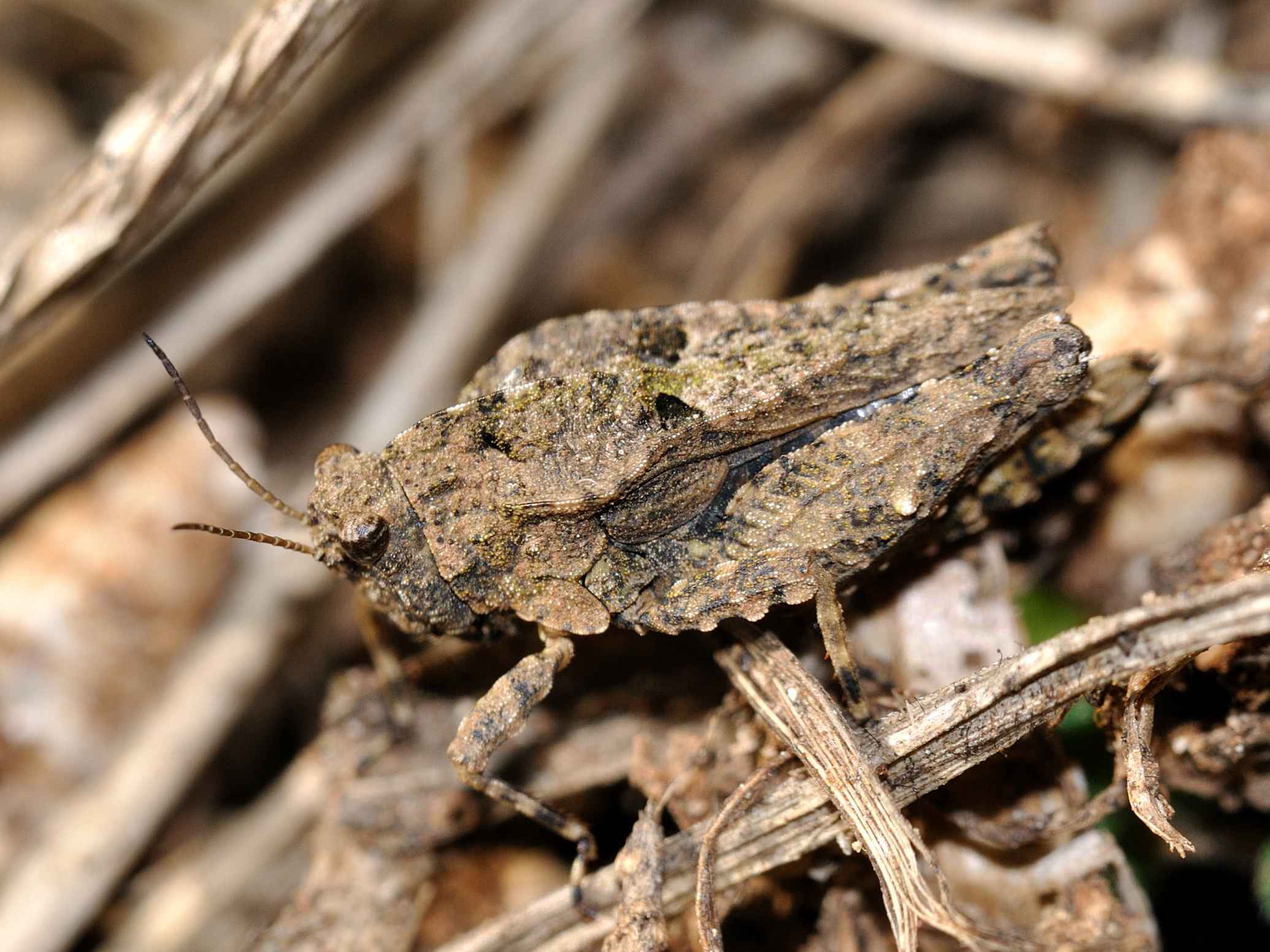 ID Orthoptera