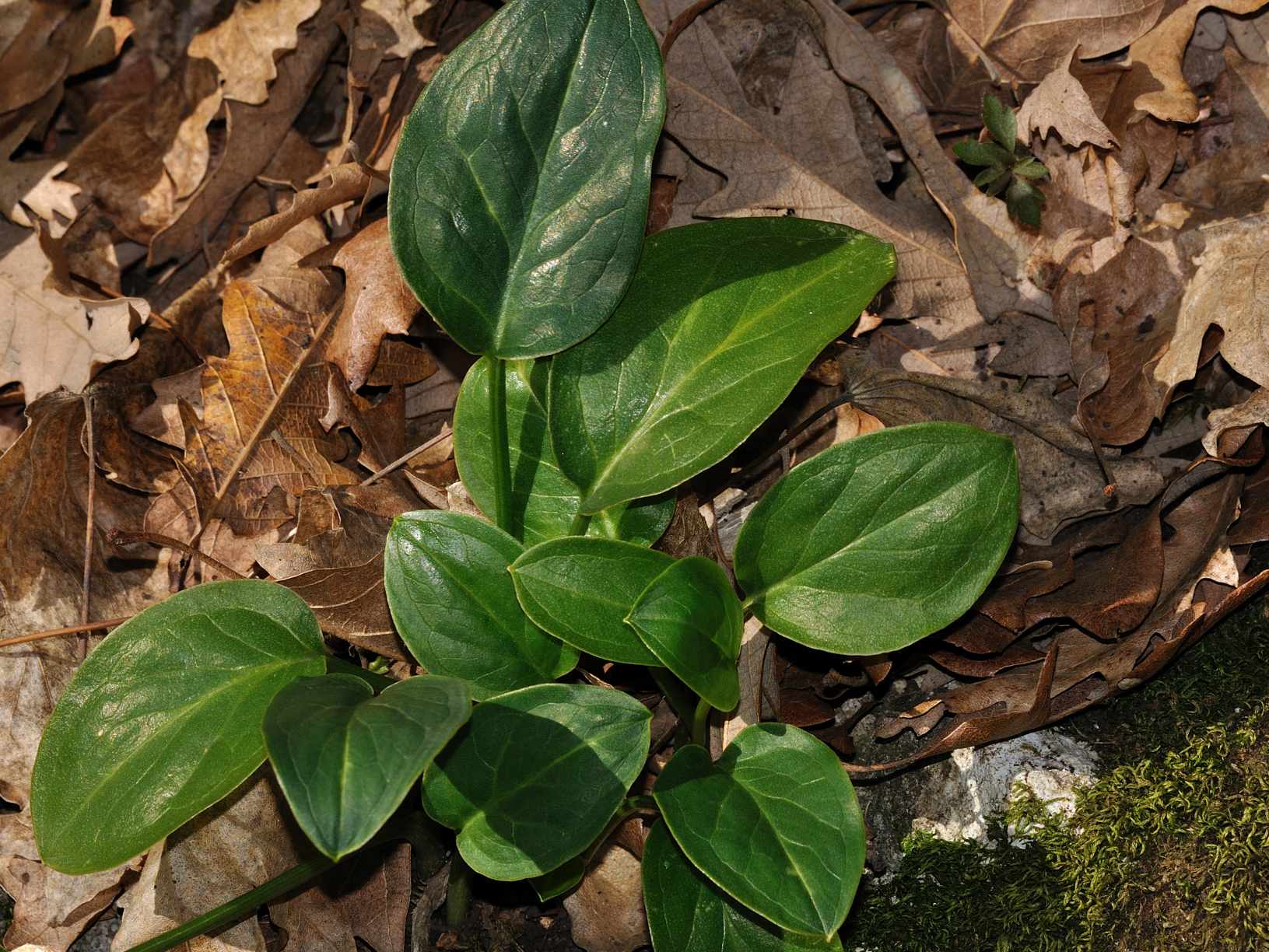 Arum italicum ?