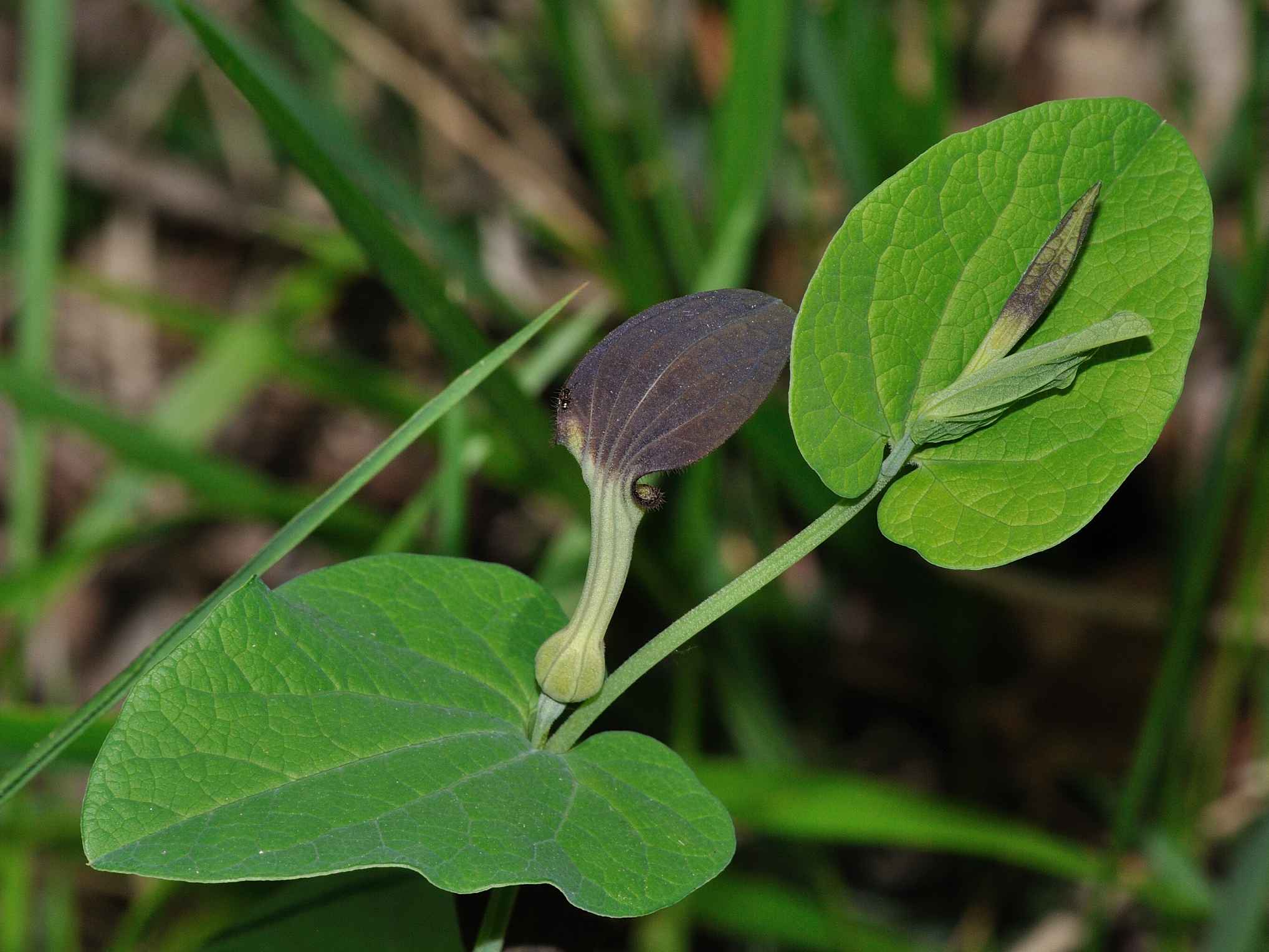 Aristolochia rotunda / Aristolochia rotonda