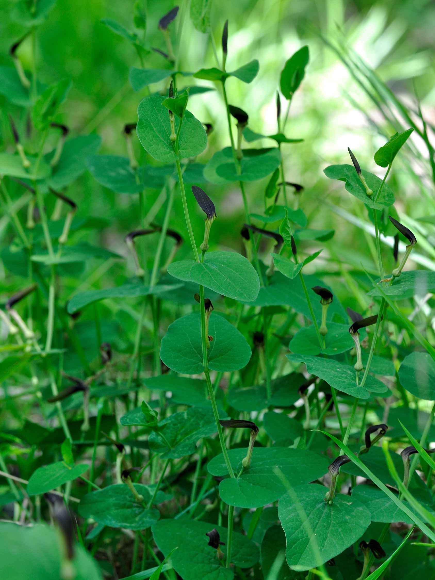 Aristolochia rotunda / Aristolochia rotonda