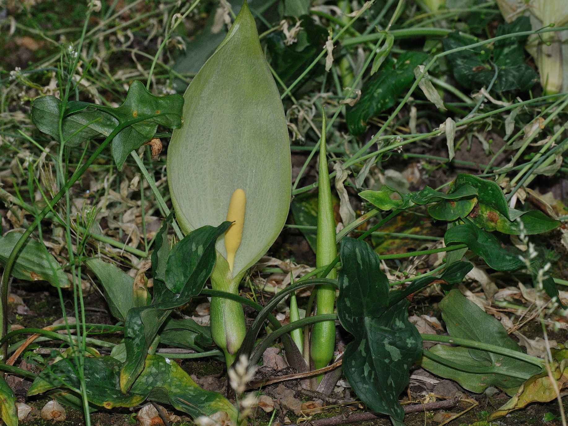 Arum italicum