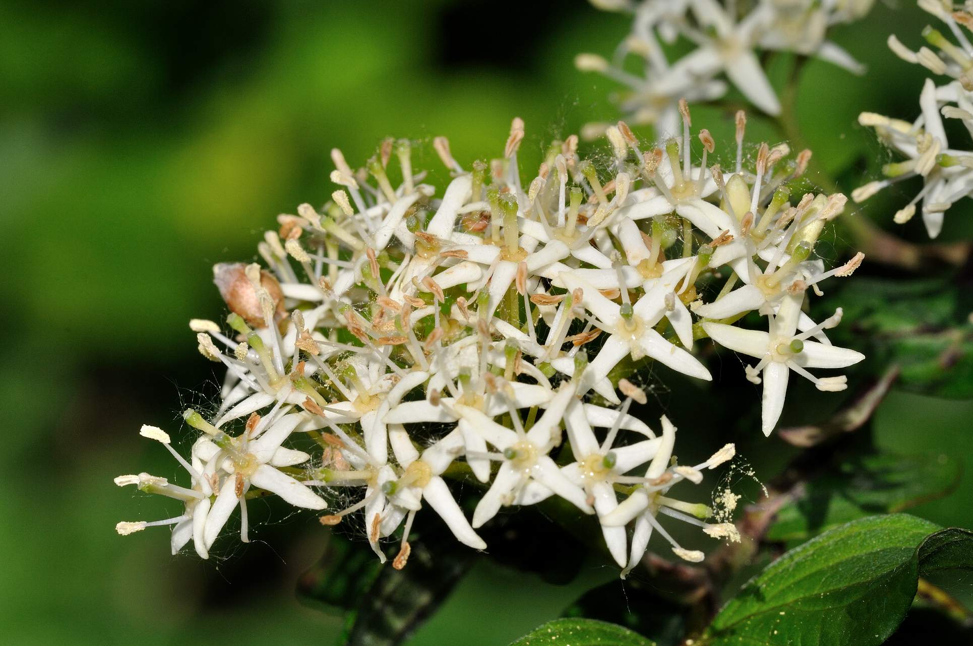 Cornus sanguinea