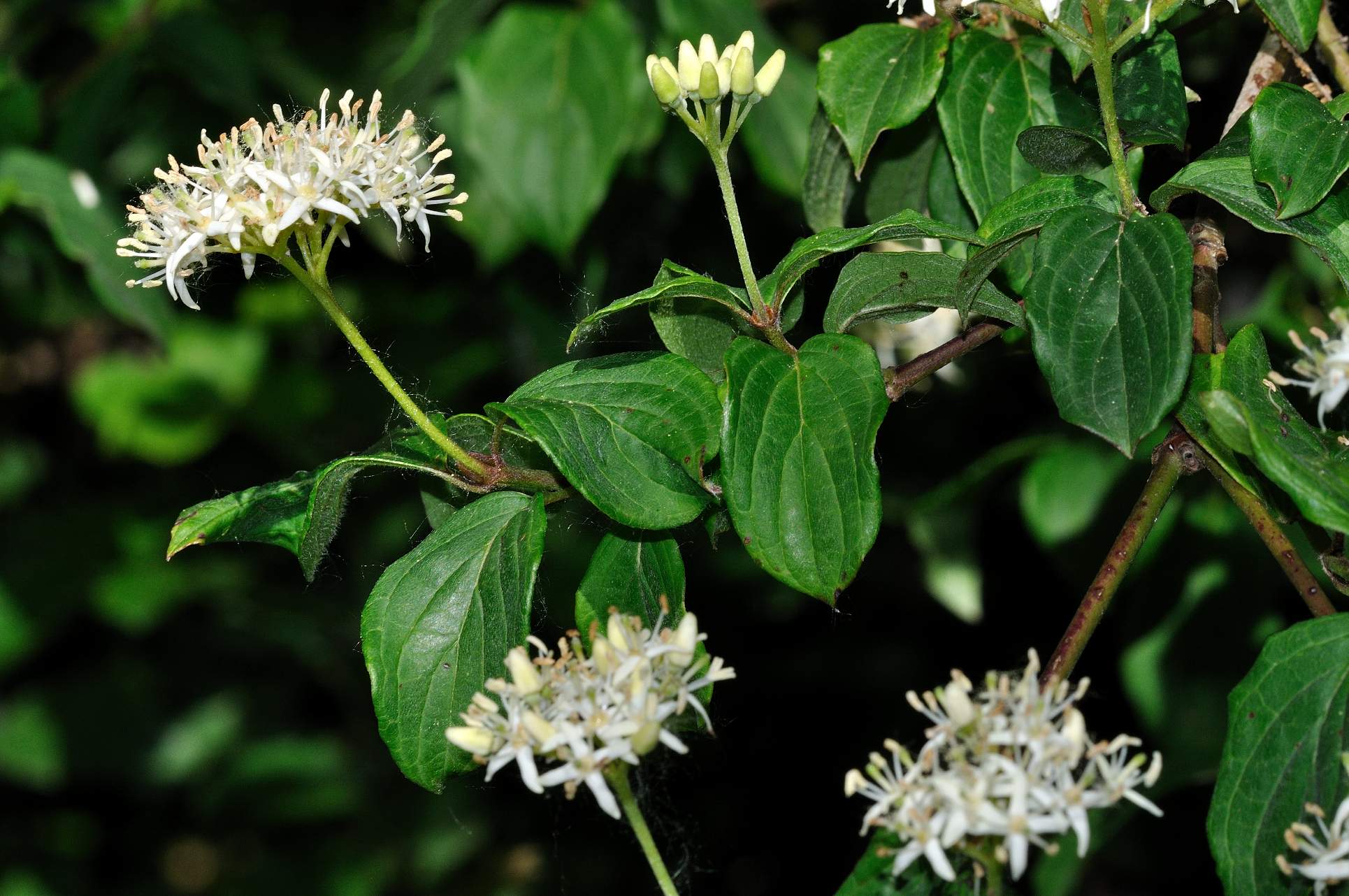 Cornus sanguinea