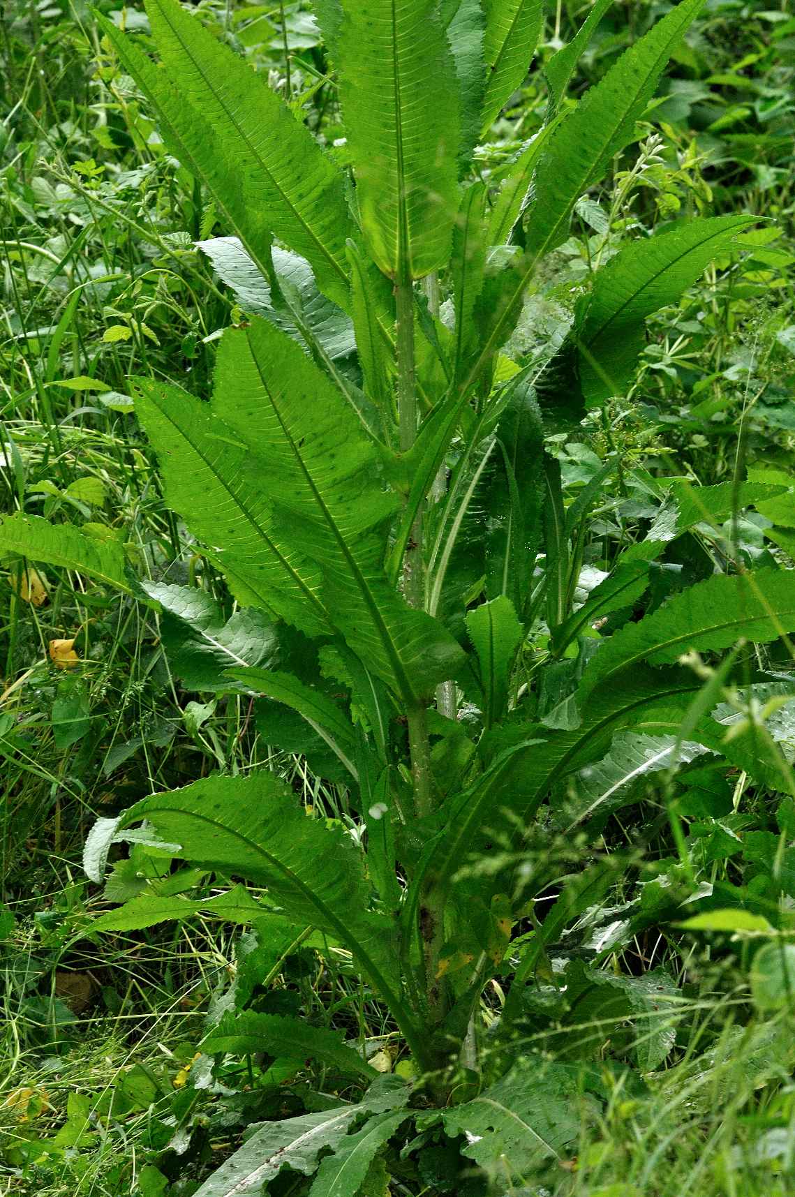 Dipsacus fullonum / Cardo dei lanaioli