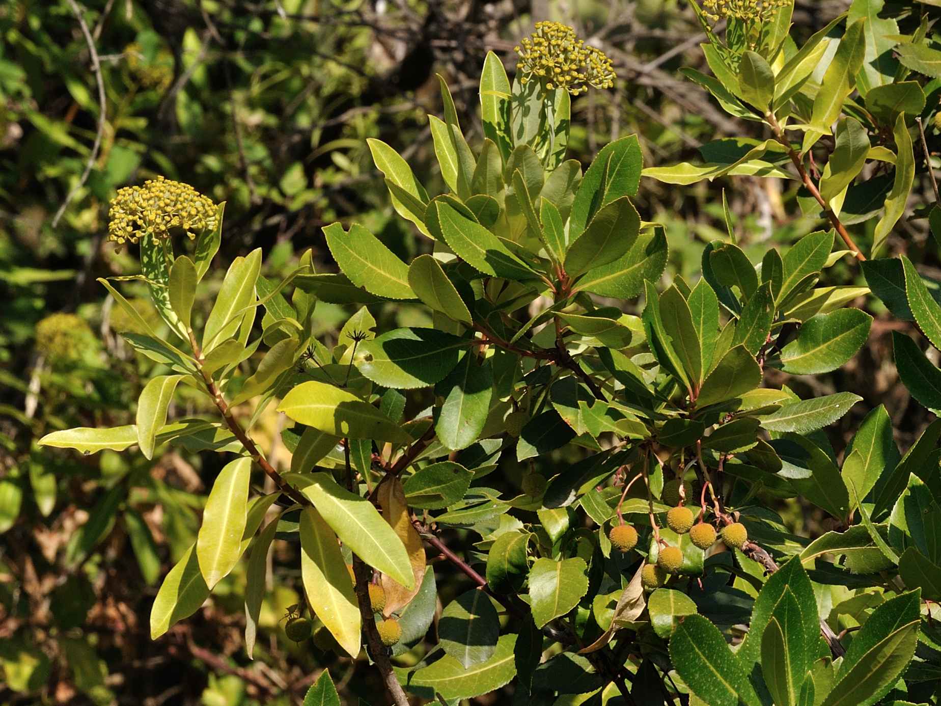 Arbutus unedo e Bupleurum fruticosum