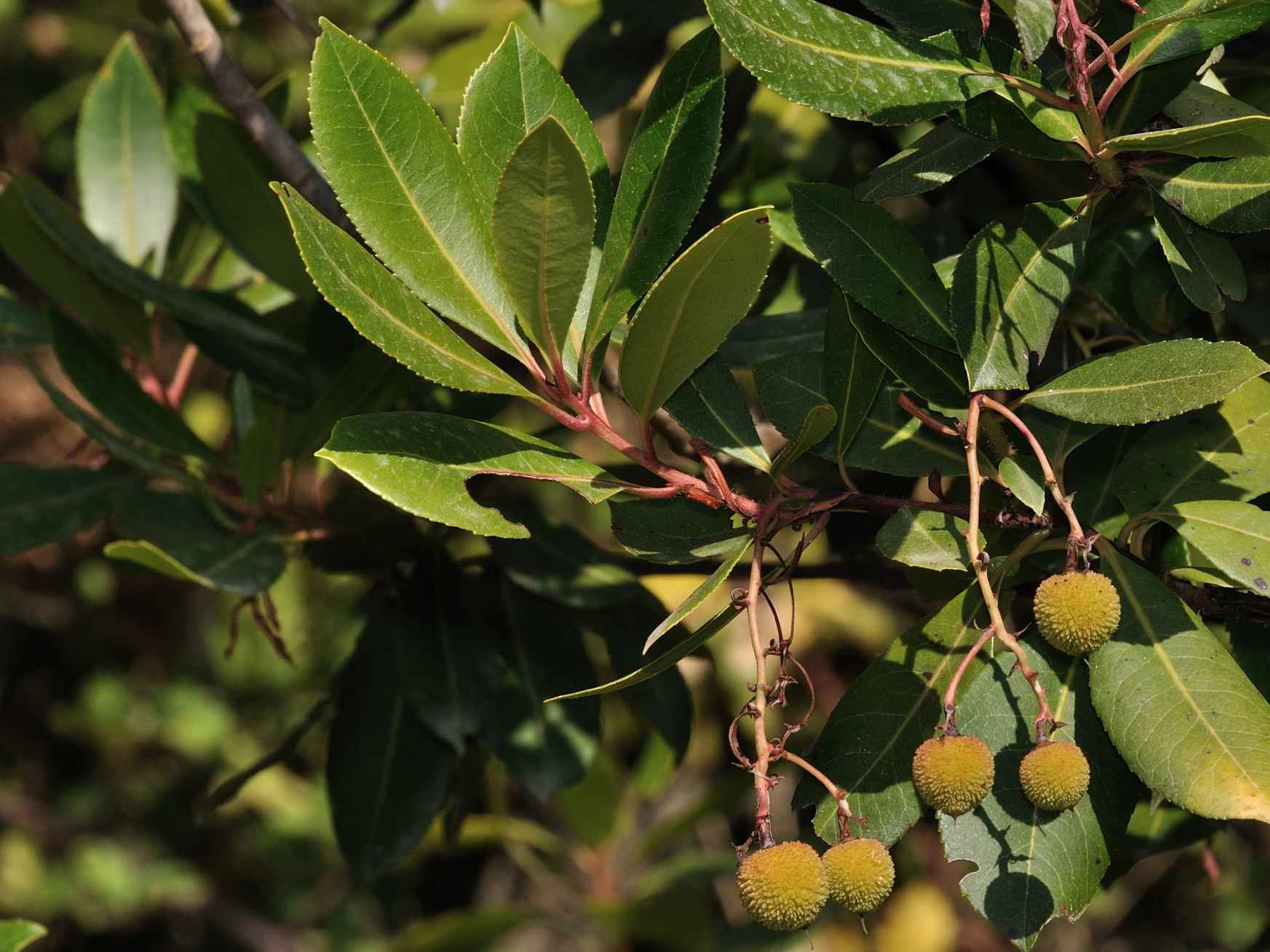 Arbutus unedo e Bupleurum fruticosum