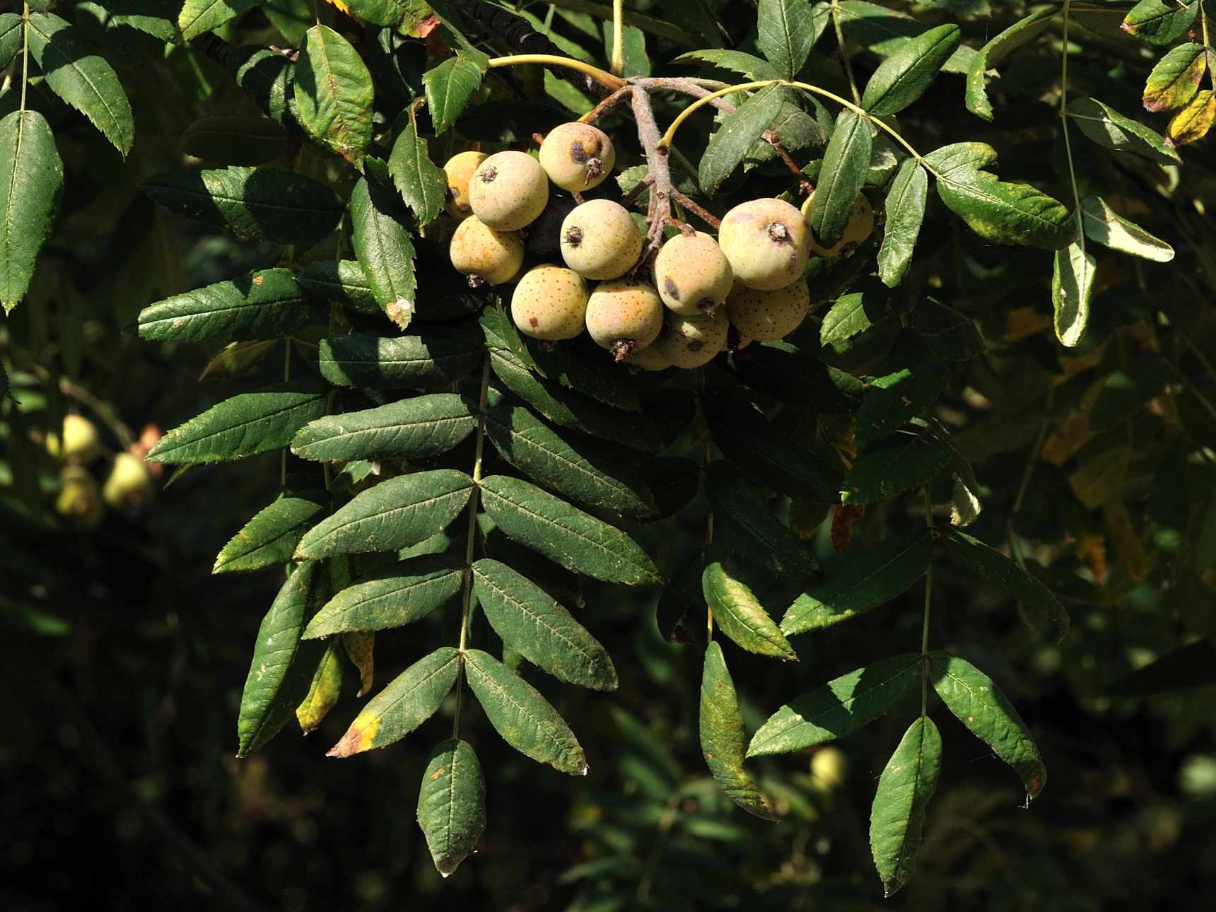 Sorbus domestica