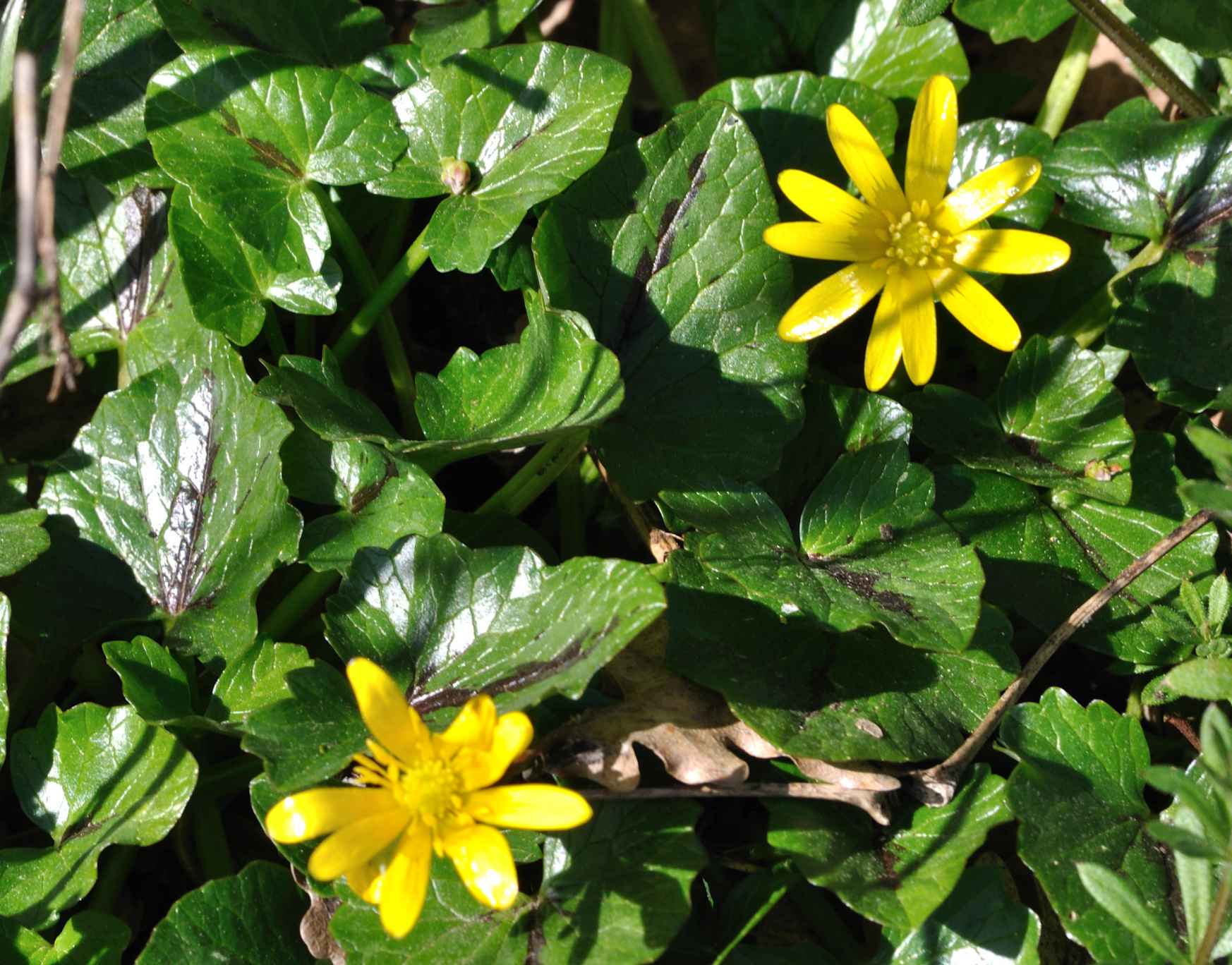 Ranunculus ficaria