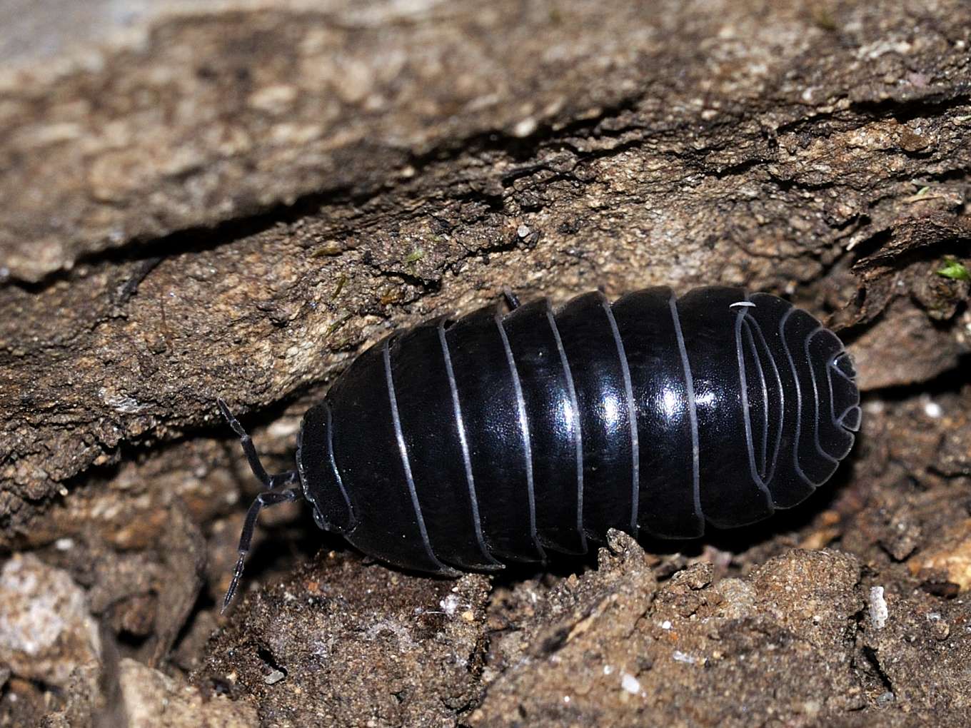 Armadillidium depressum