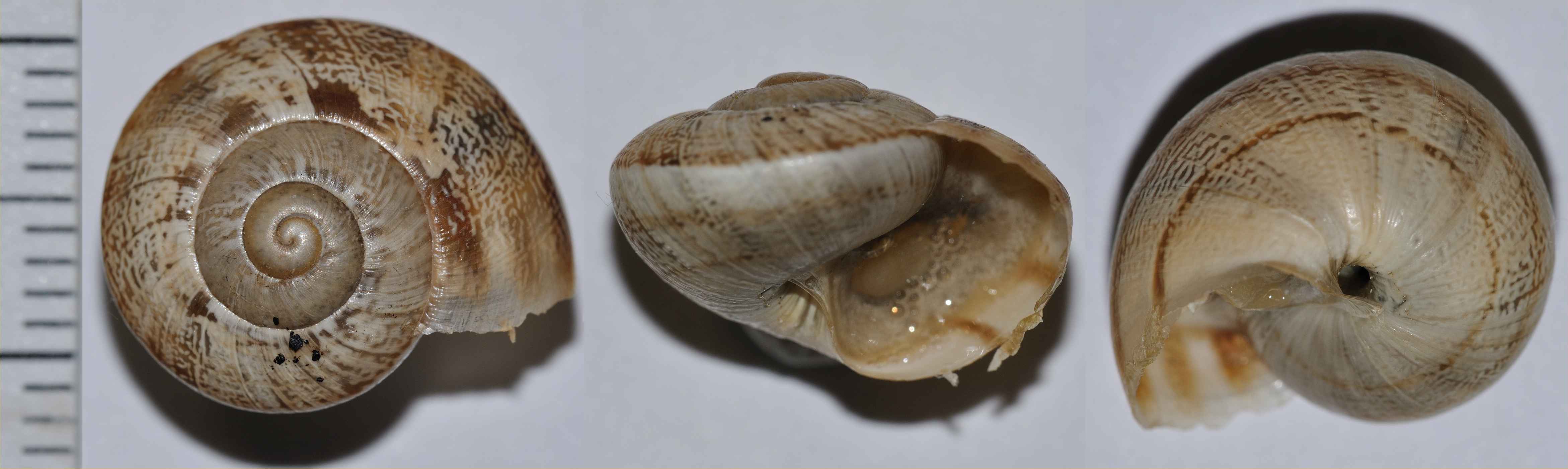 Identificazione mollusco