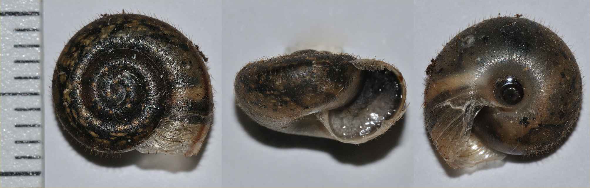 ID gasteropode 2