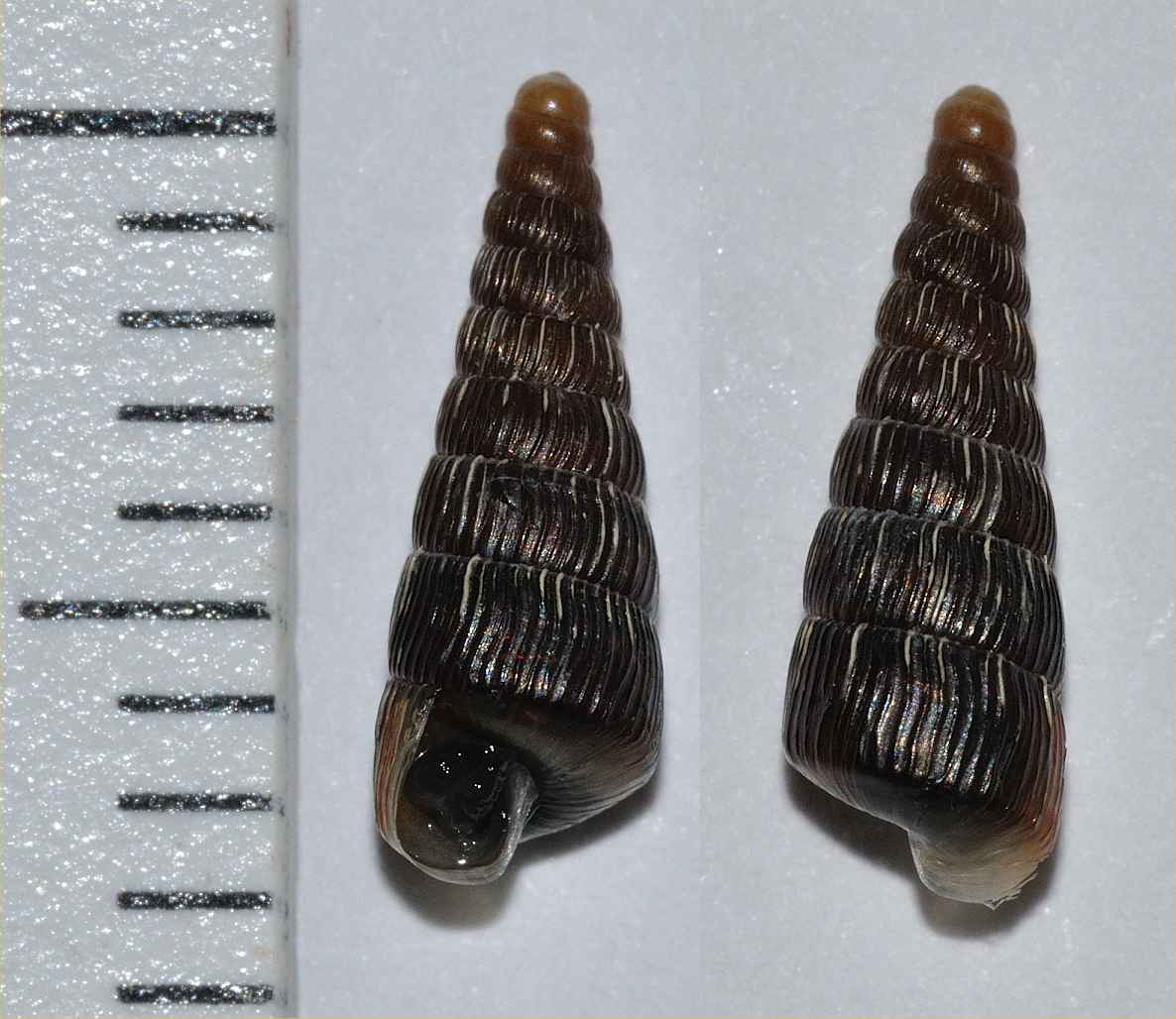 ID gasteropode 3