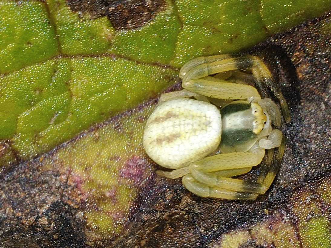 Misumena vatia?