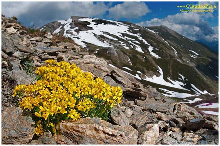 [REPORT] Caccia alle fioriture d''alta quota