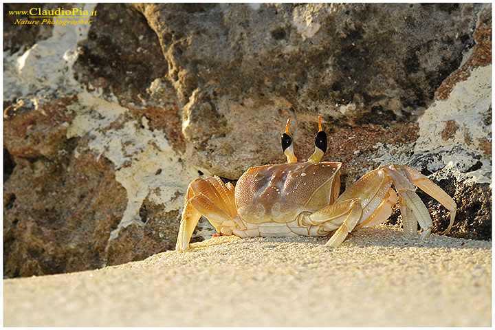 Granchio maldiviano