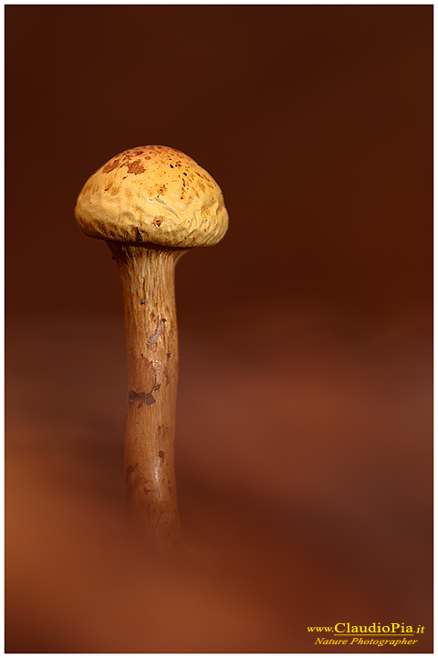 Gymnolpylus spectabilis...ex Pholiota spectabilis ???