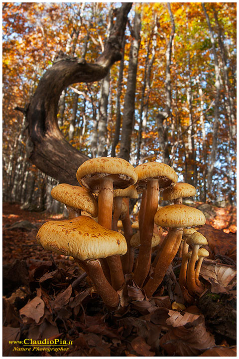 Gymnolpylus spectabilis...ex Pholiota spectabilis ???