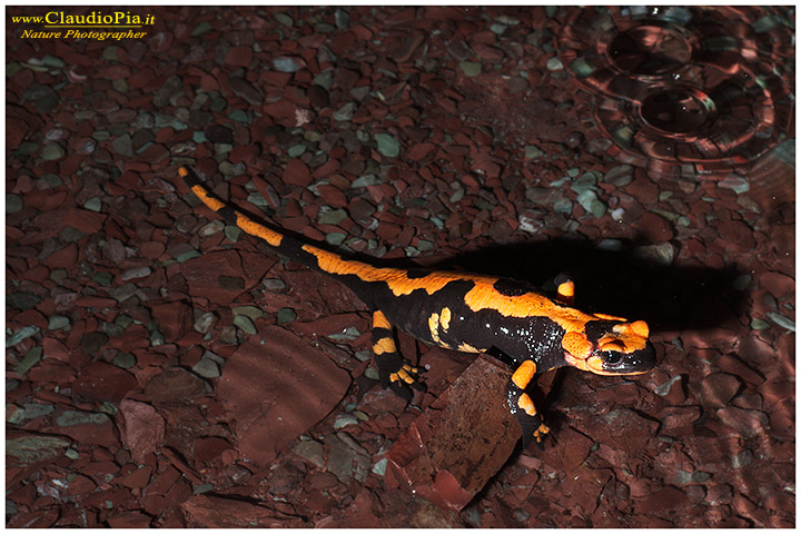 Salamandra salamandra....di grotta?