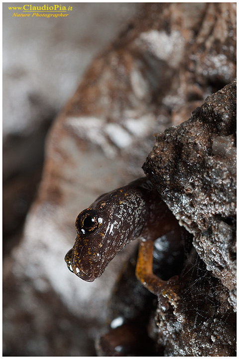 Geotritone strinatii ?? - Hydromantes strinatii