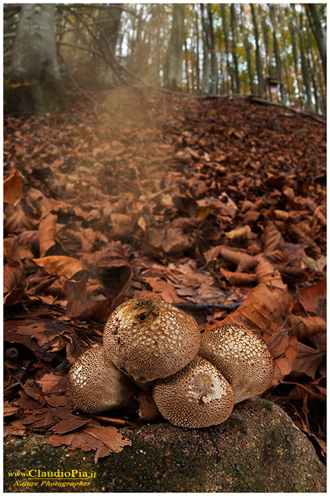 Lycoperdon perlatum