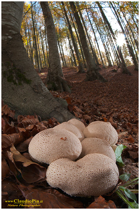 Lycoperdon perlatum