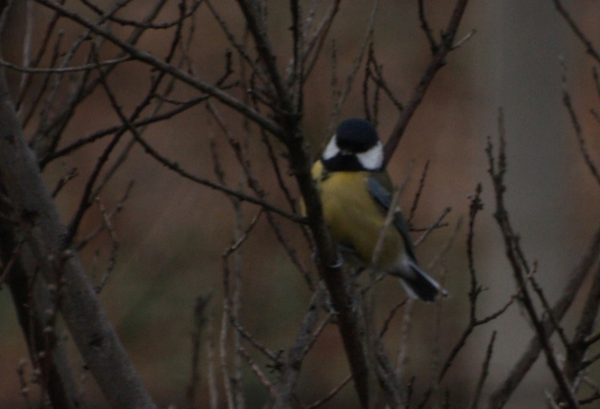 uccelli in giardino