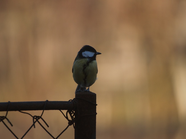 domanda...fotografare gli uccelli