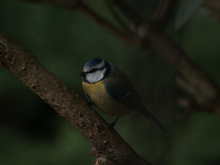 uccelli in giardino