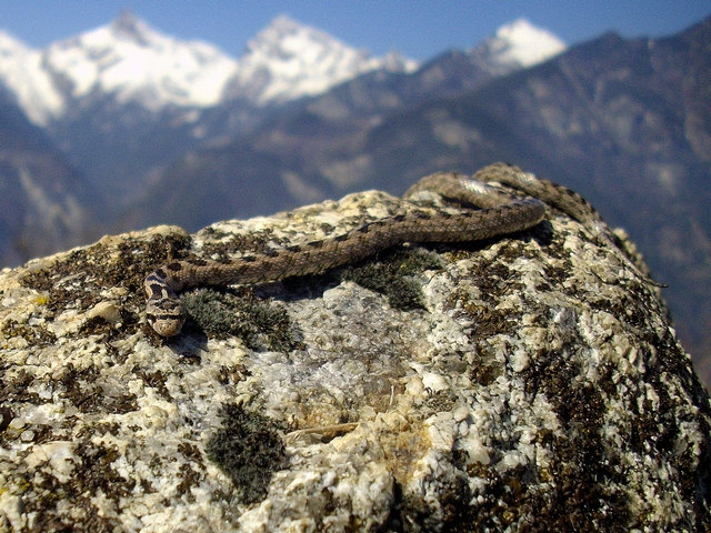 Serpente di colore chiaro