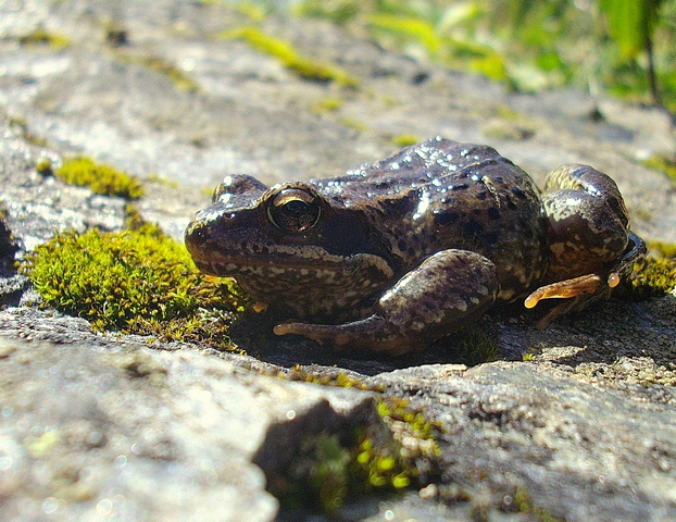 Un siciliano e la salamandra alpina